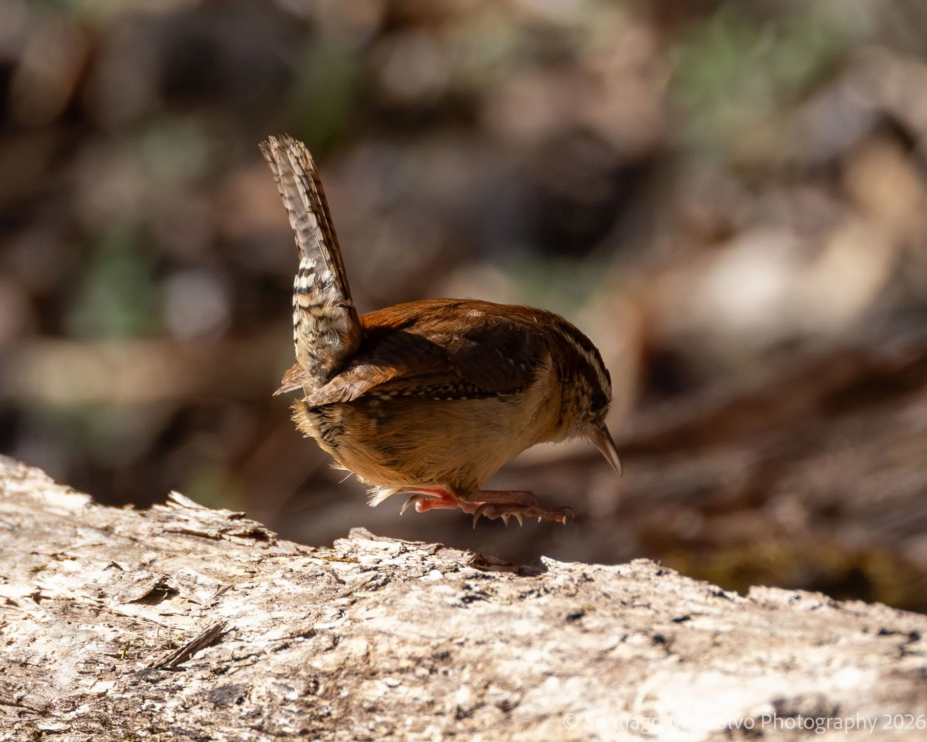Bird Collection 2-49.jpg