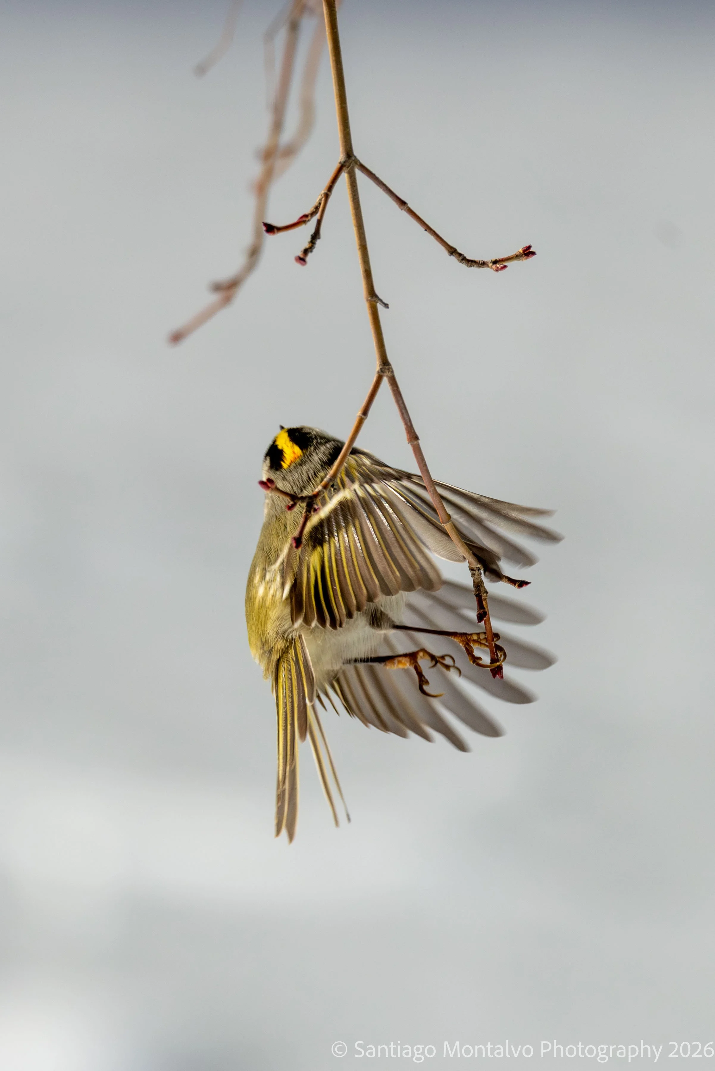 Bird Collection 2-35.jpg