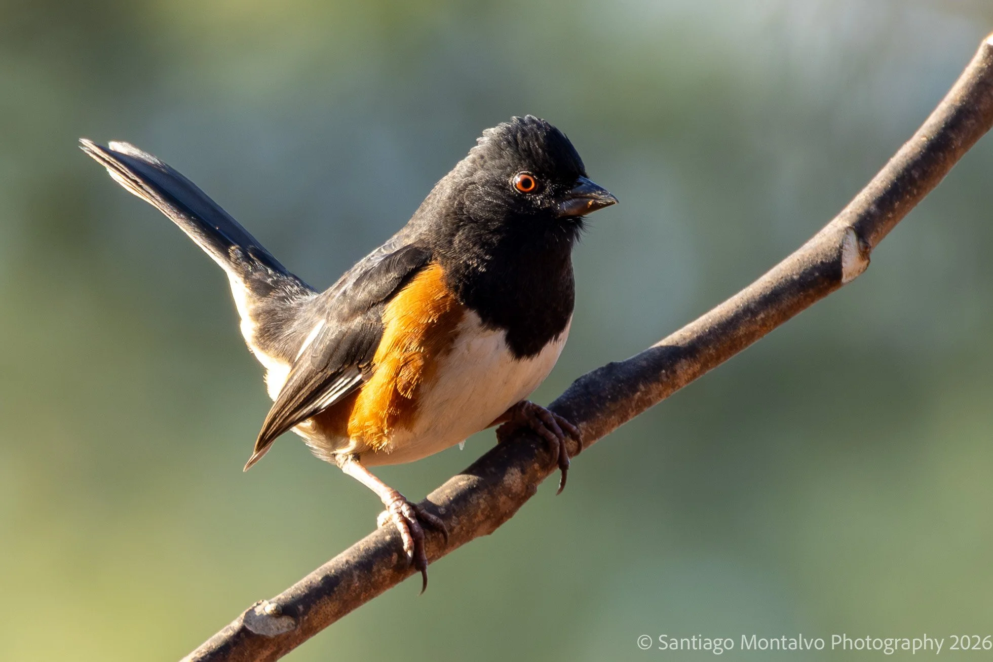 Bird Collection 1-27.jpg