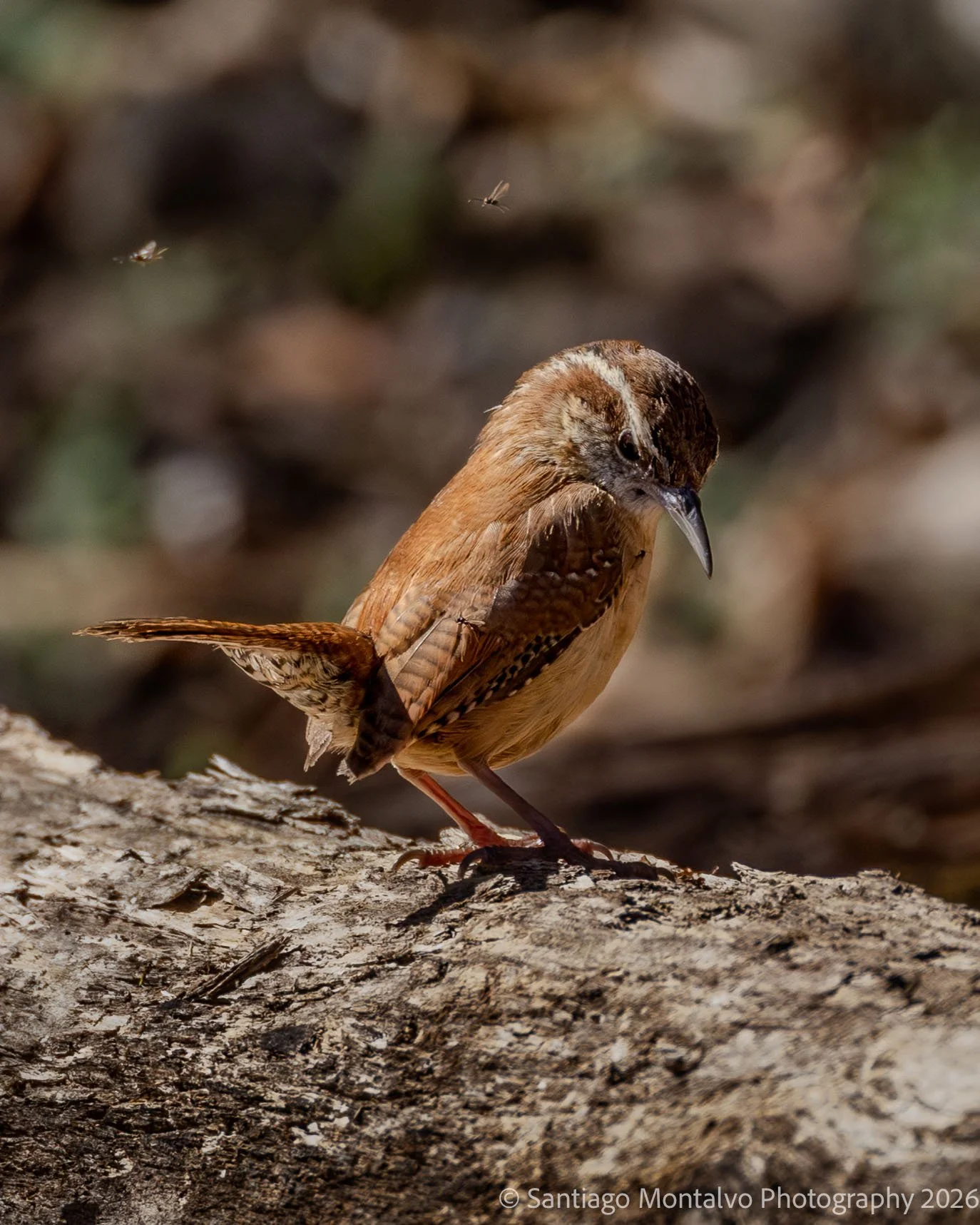 Bird Collection 2-48.jpg