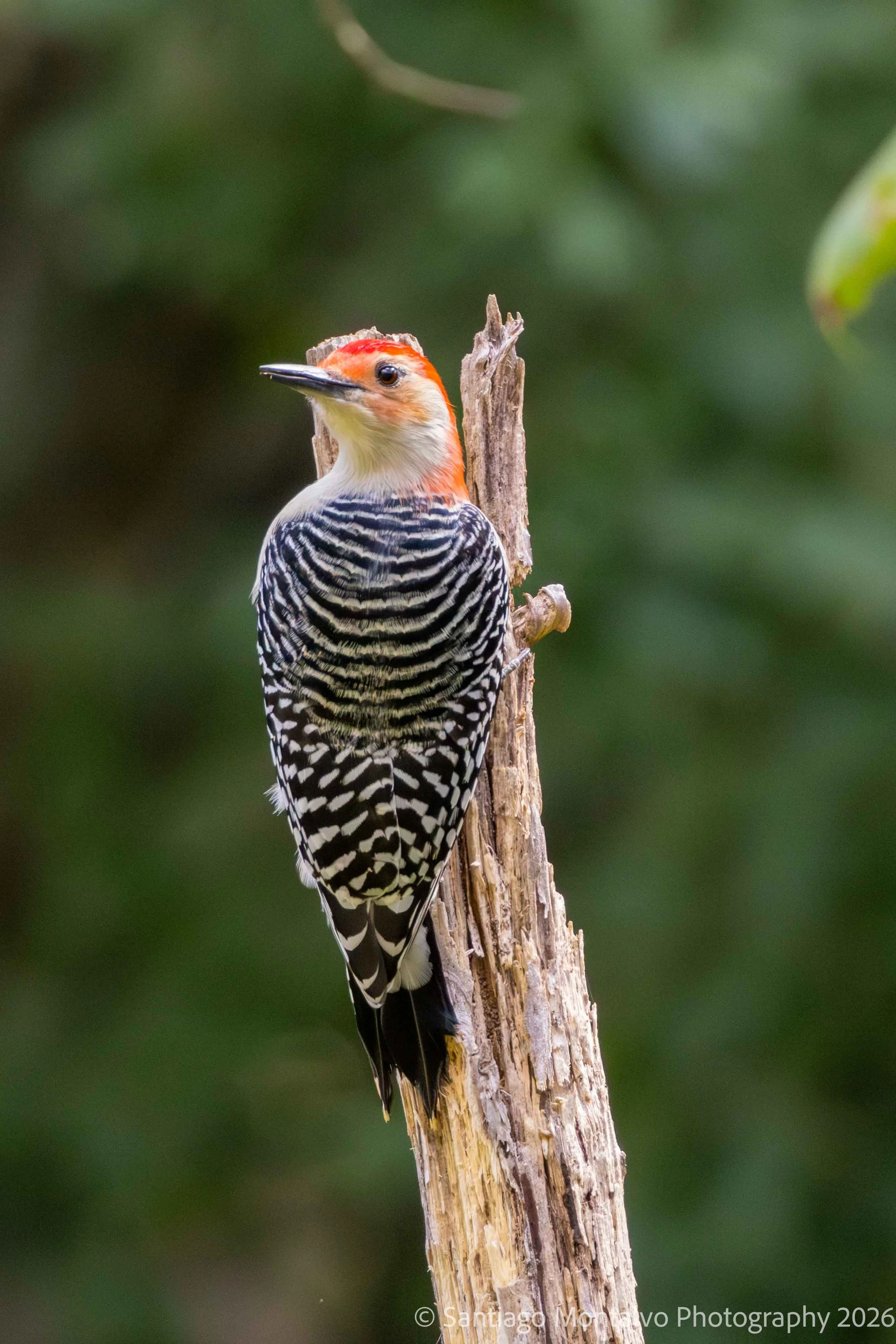 Bird Collection 1-13.jpg