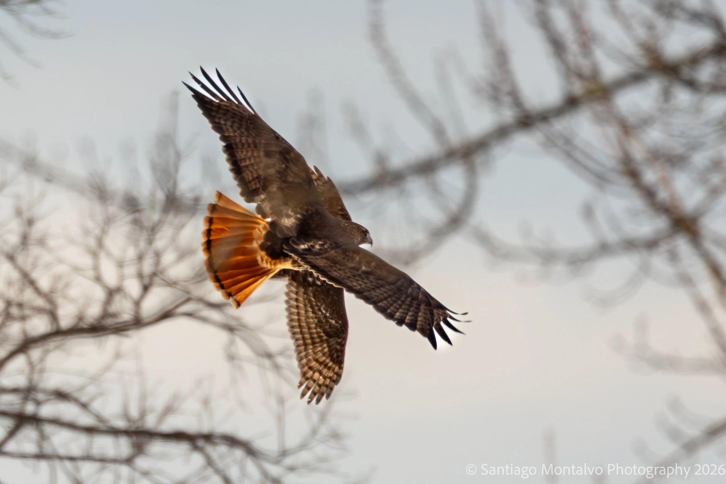 Bird Collection 2-32.jpg
