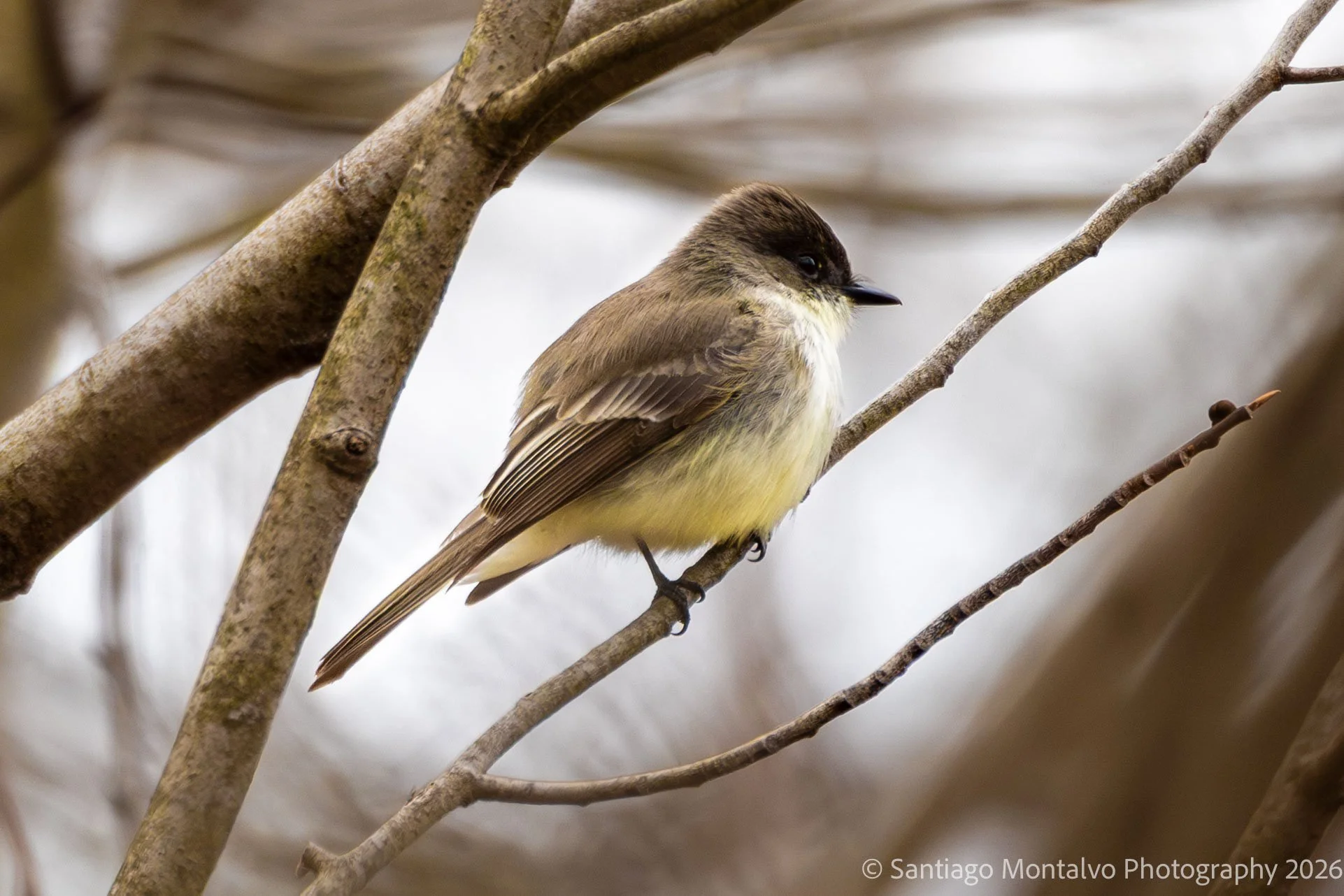 Bird Collection 2-51.jpg