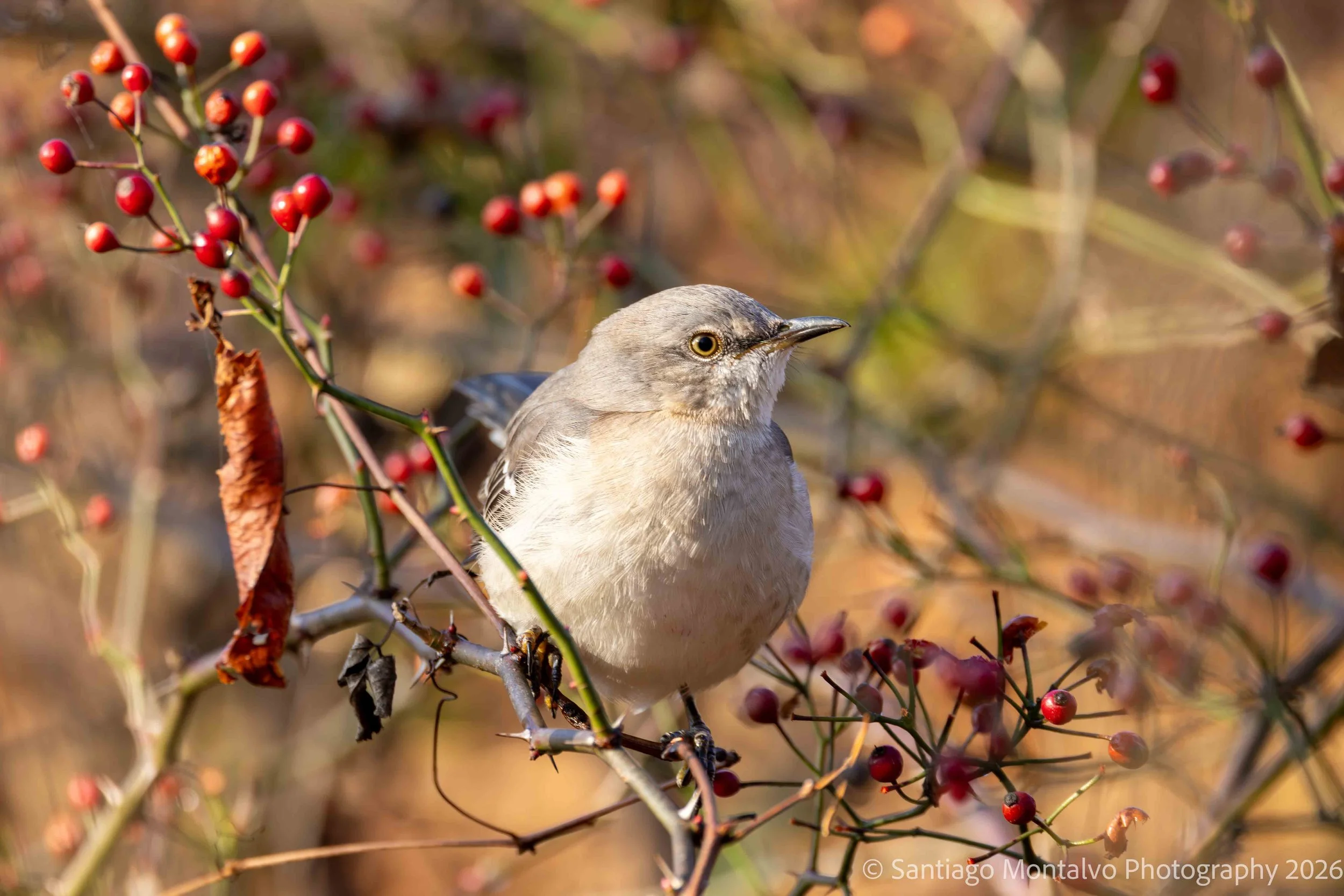 Bird Collection 1-26.jpg