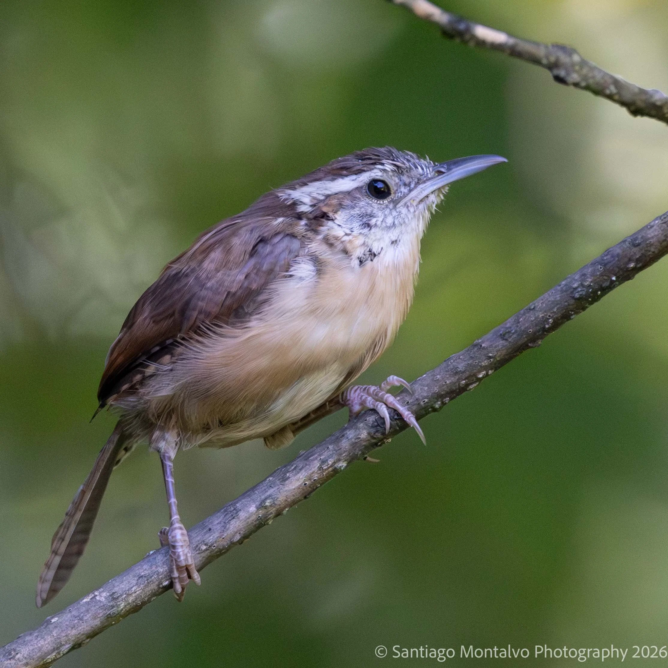 Bird Collection 2-12.jpg