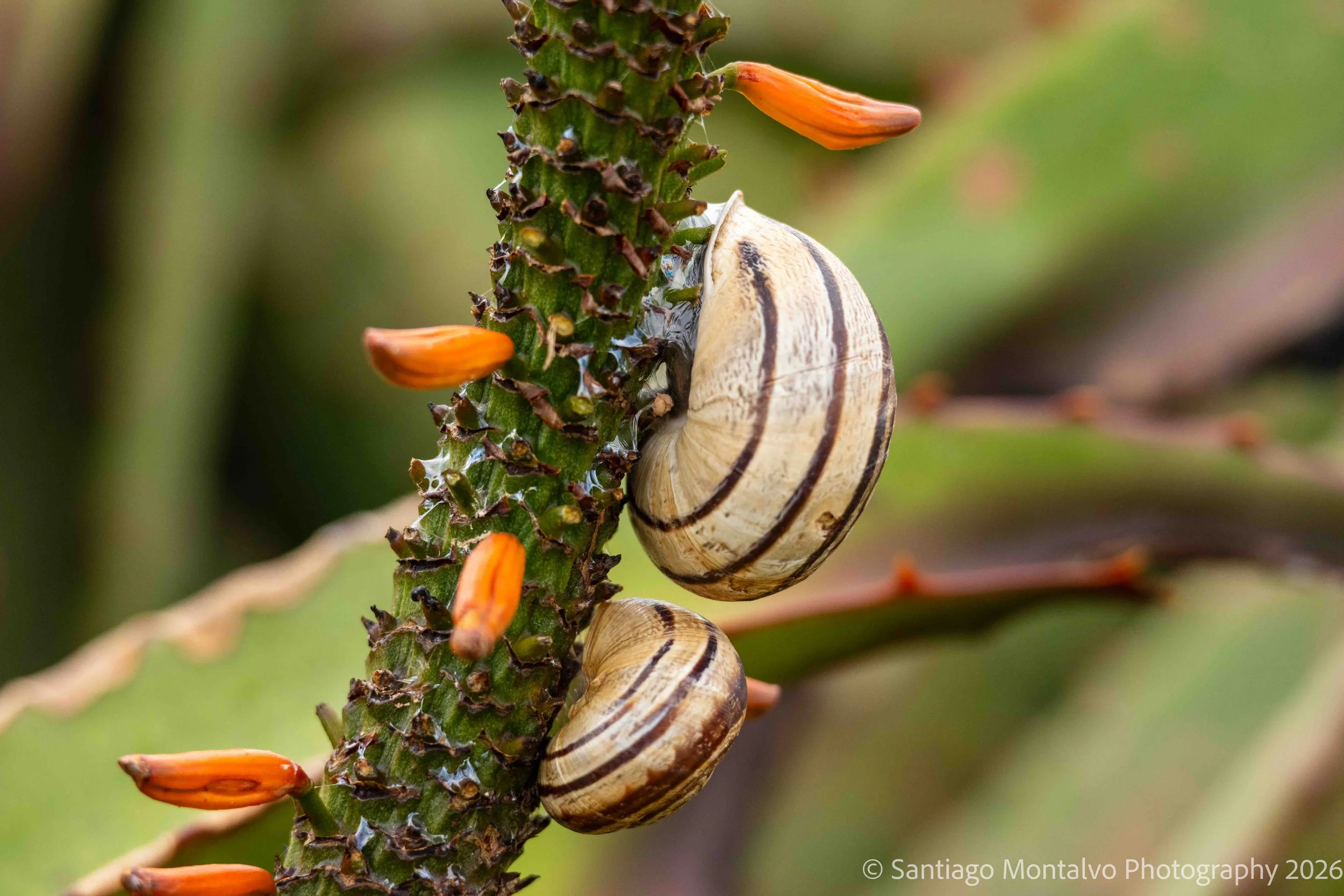 The Beauty of Small Things - 
An intimate study of the overlooked creatures and delicate details that enrich our world.