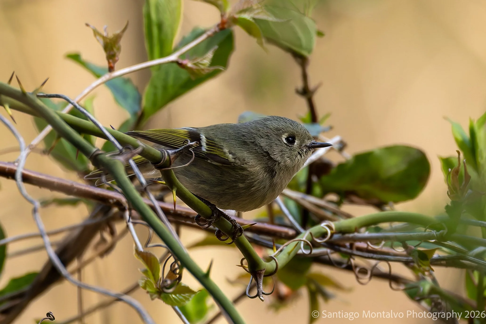 Bird Collection 2-75.jpg