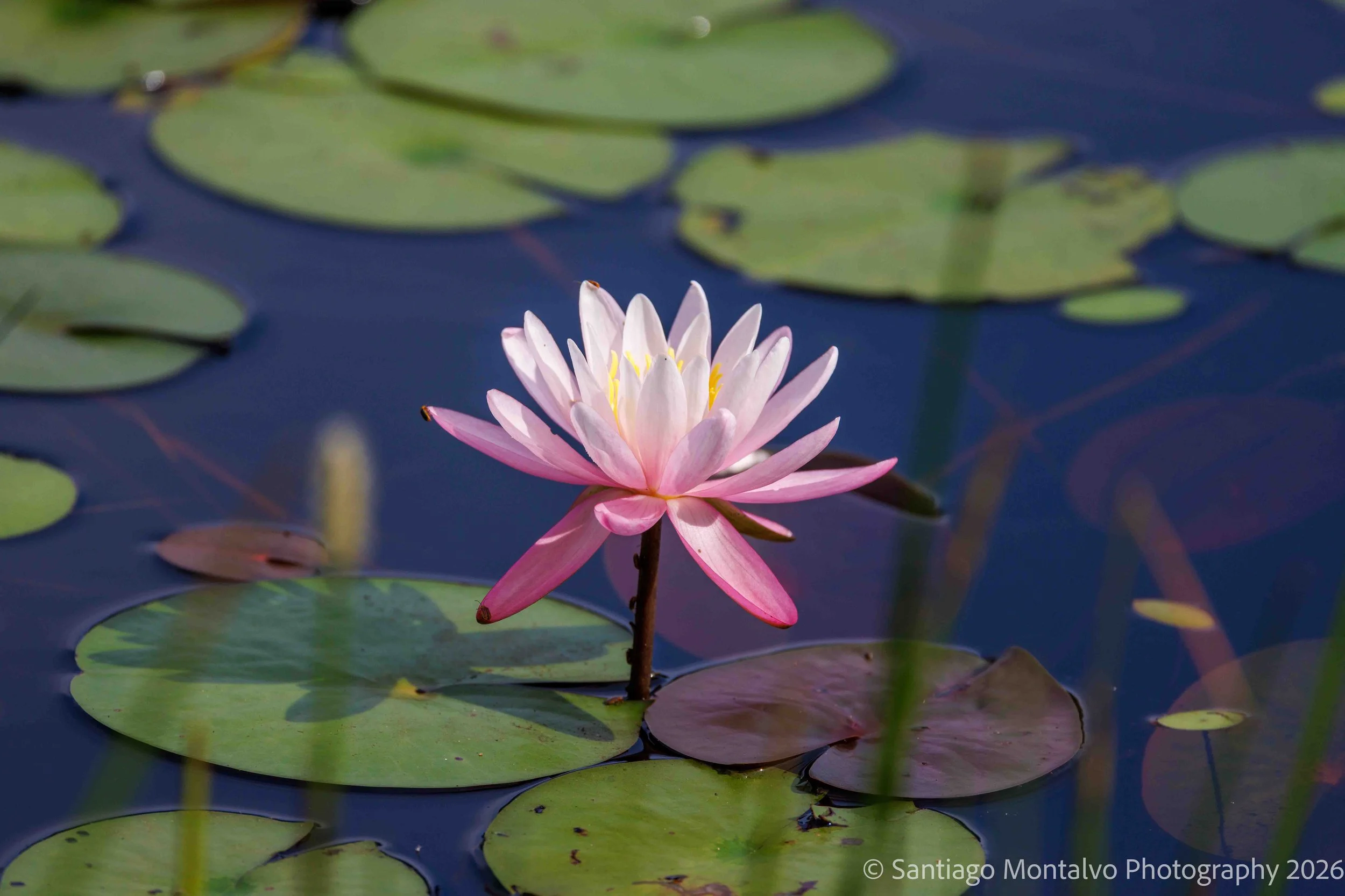 Nature's Palette -
A quiet celebration of botanical color and beauty.