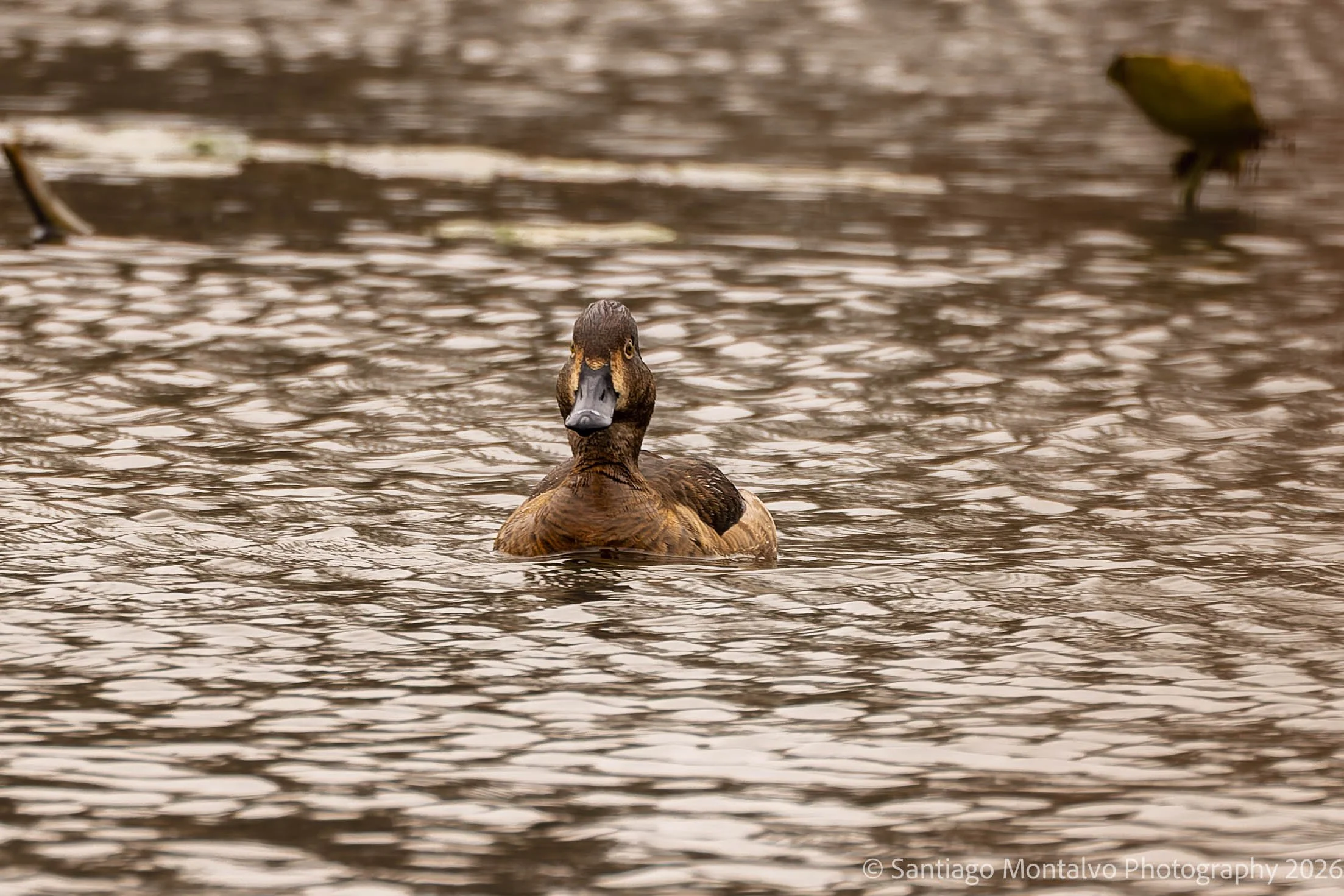 Bird Collection 2-66.jpg