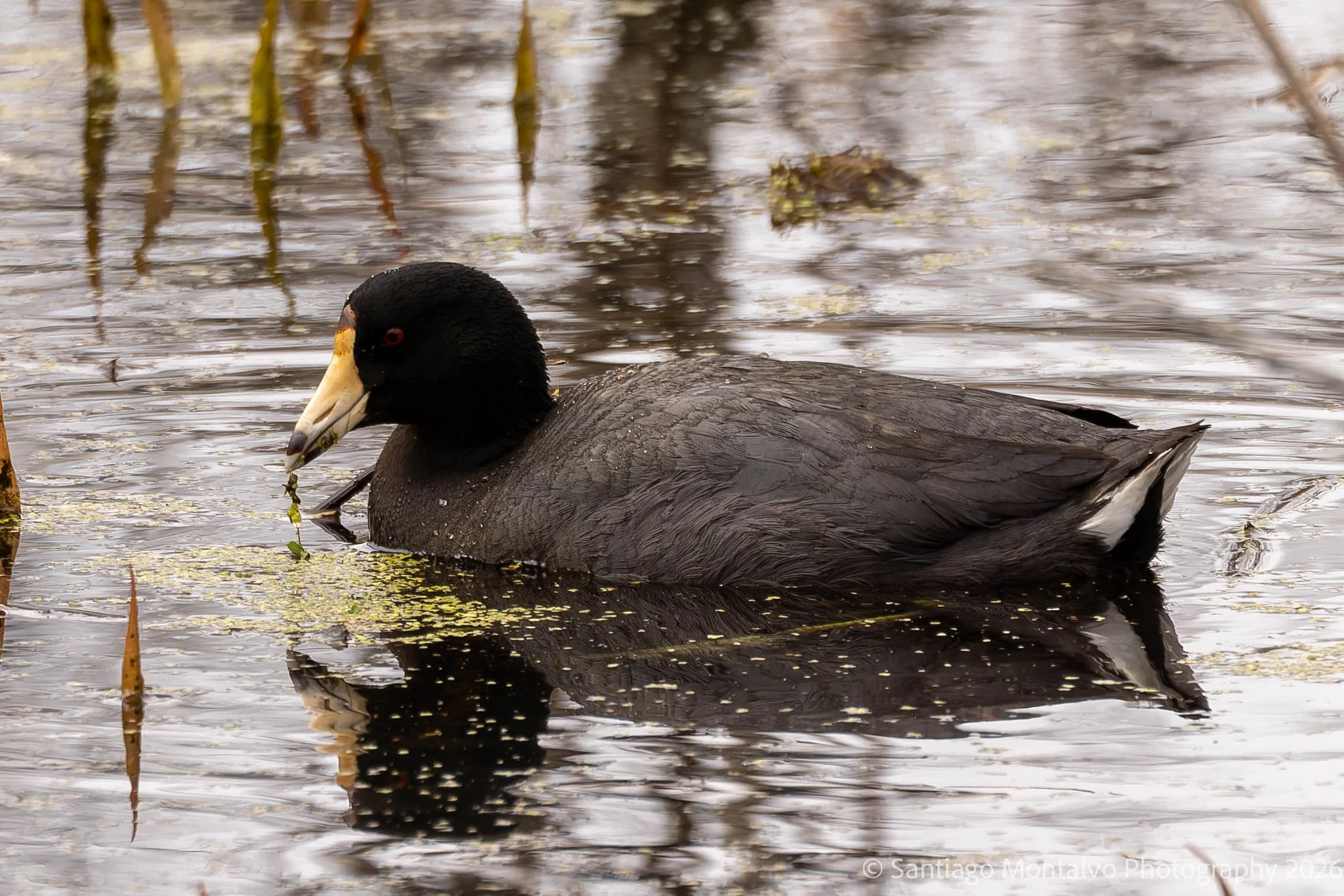 Bird Collection 2-62.jpg