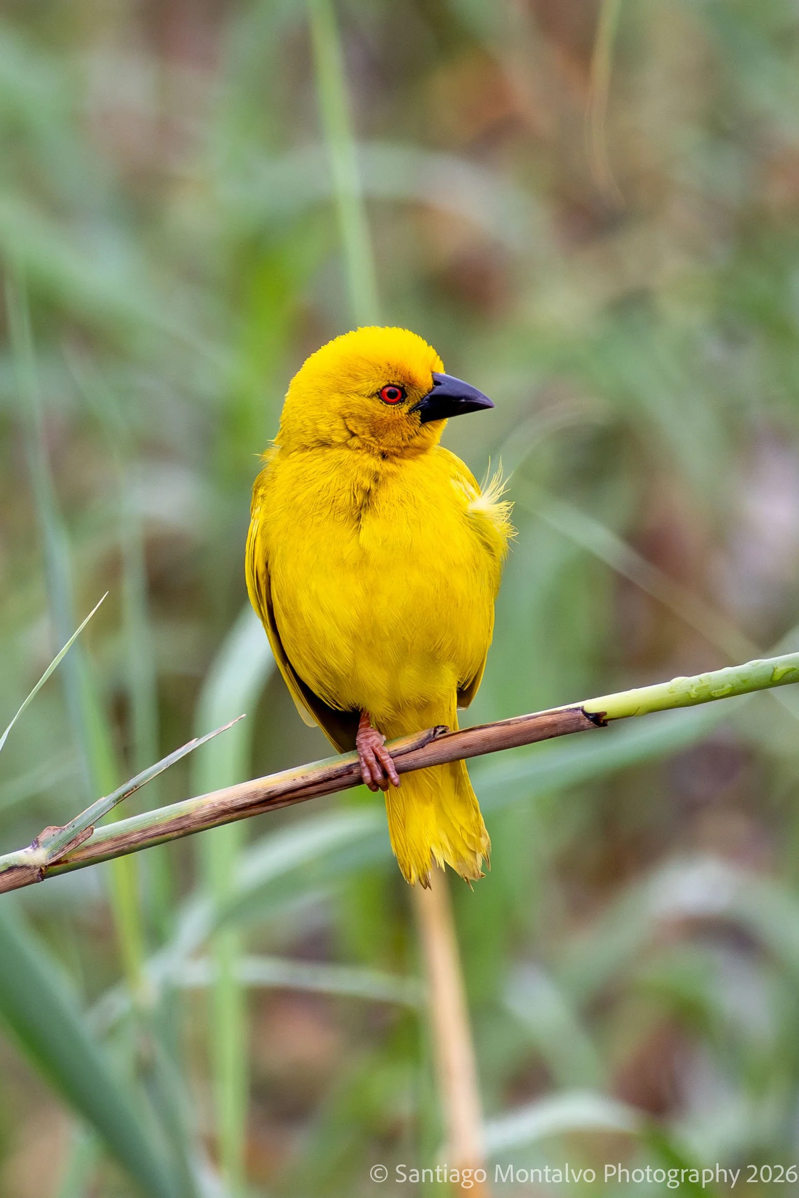 A Touch of Sunshine -
A celebration of the vibrant colors of the natural world.