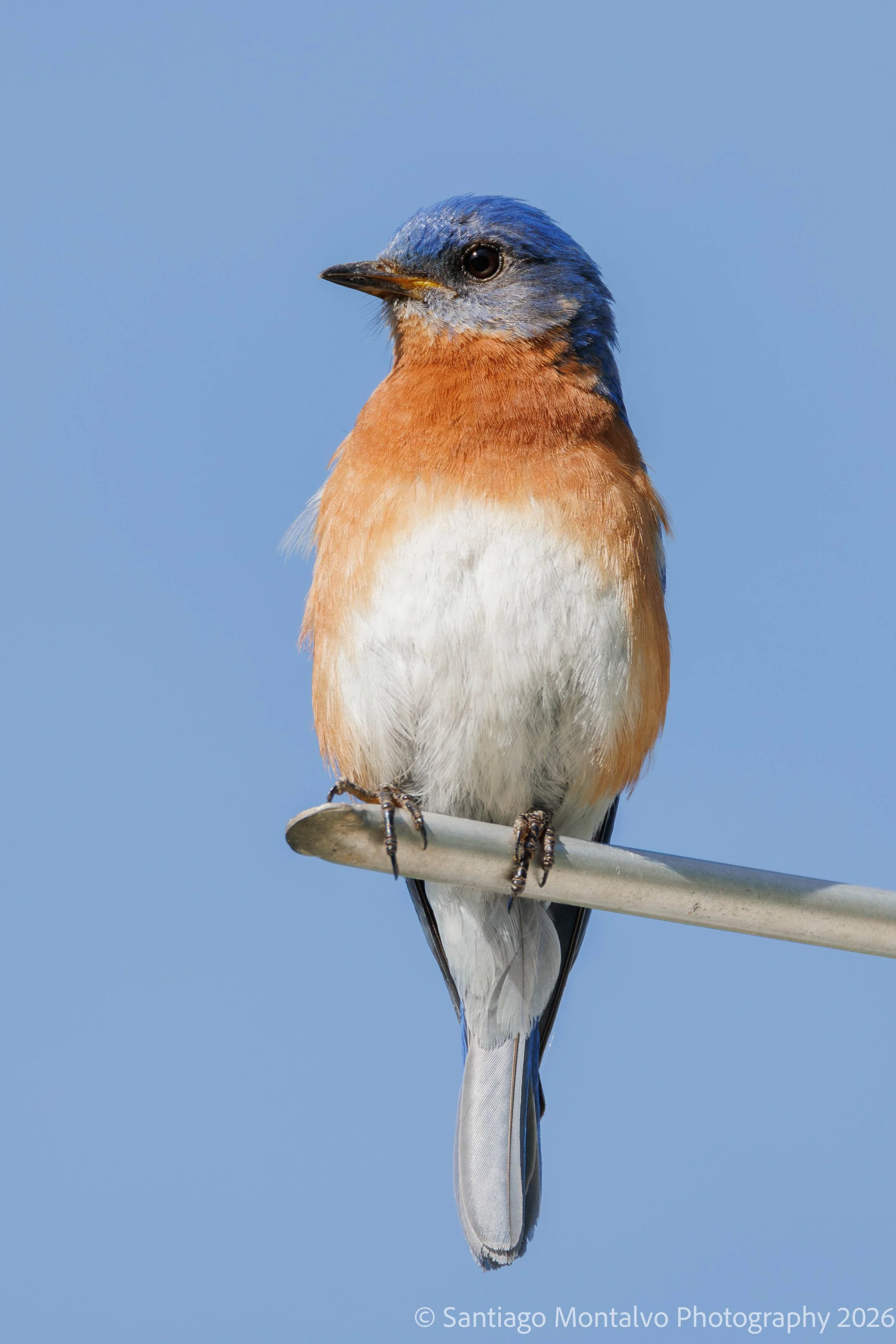The Quiet Observer -
A moment of stillness in the ever-changing natural world.