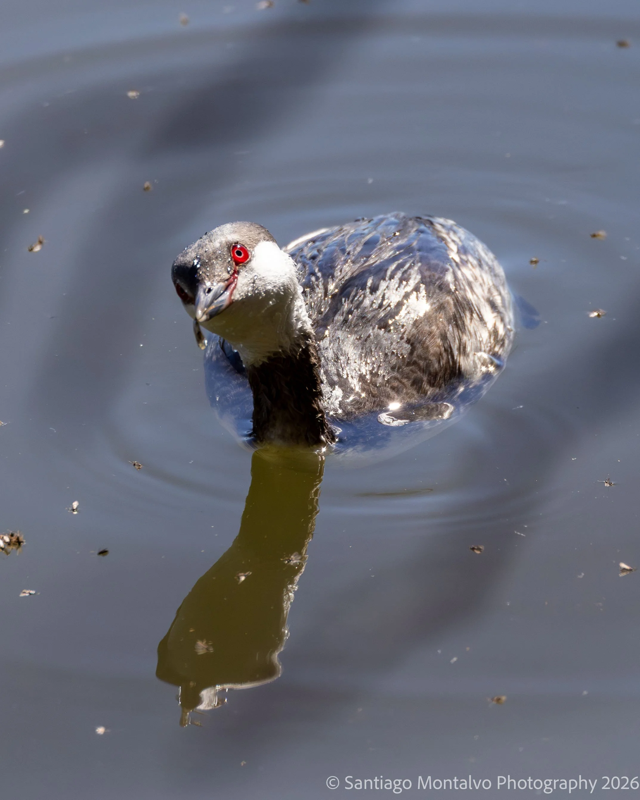 Bird Collection 2-45.jpg