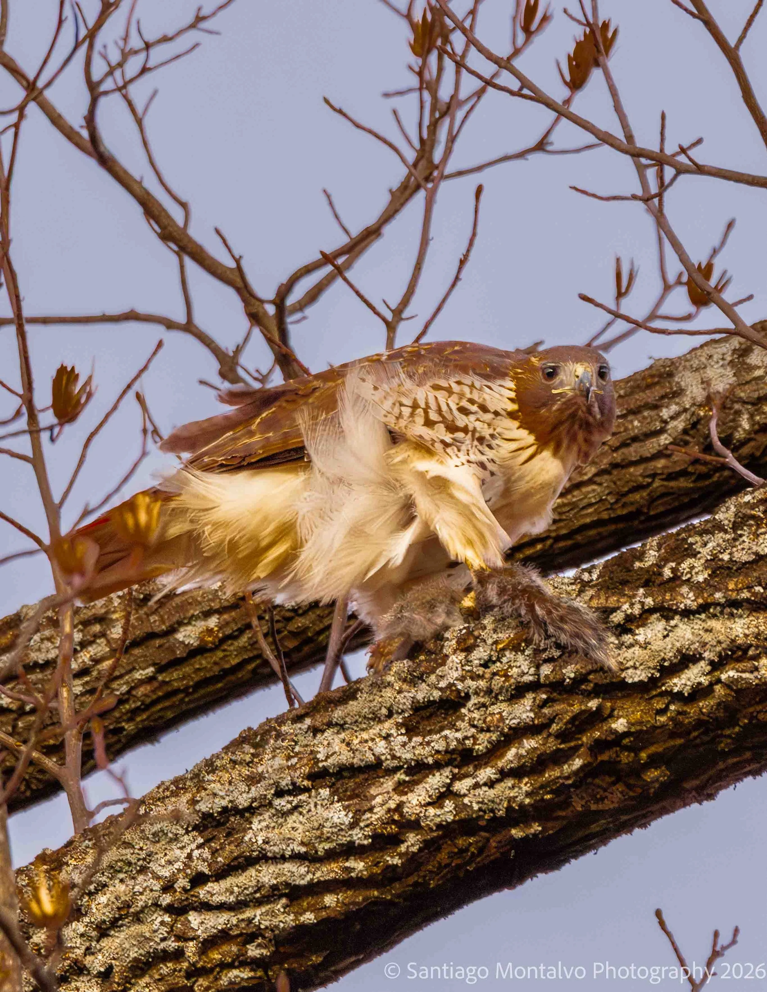Bird Collection 2-24.jpg