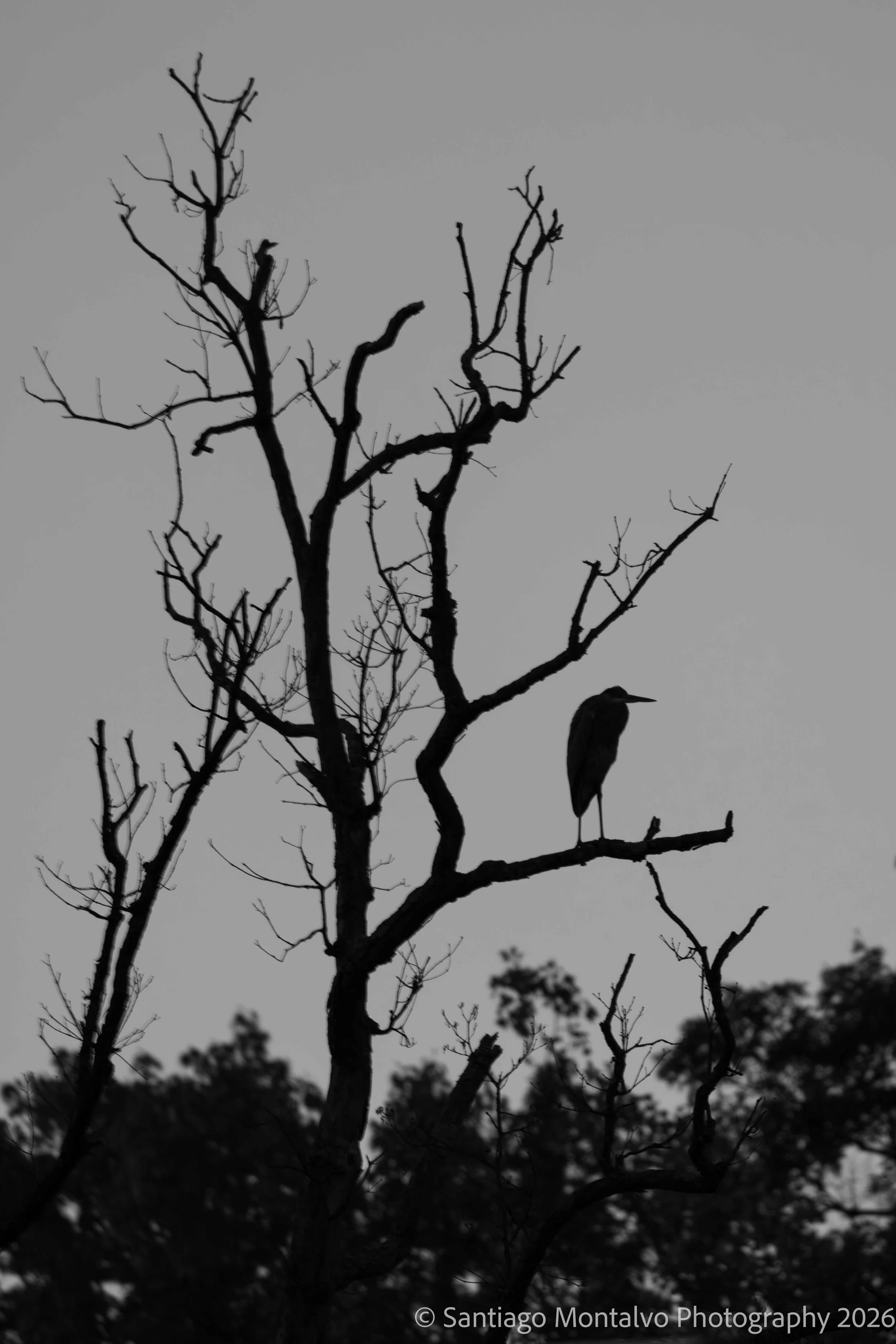 Bird Collection 2-23.jpg