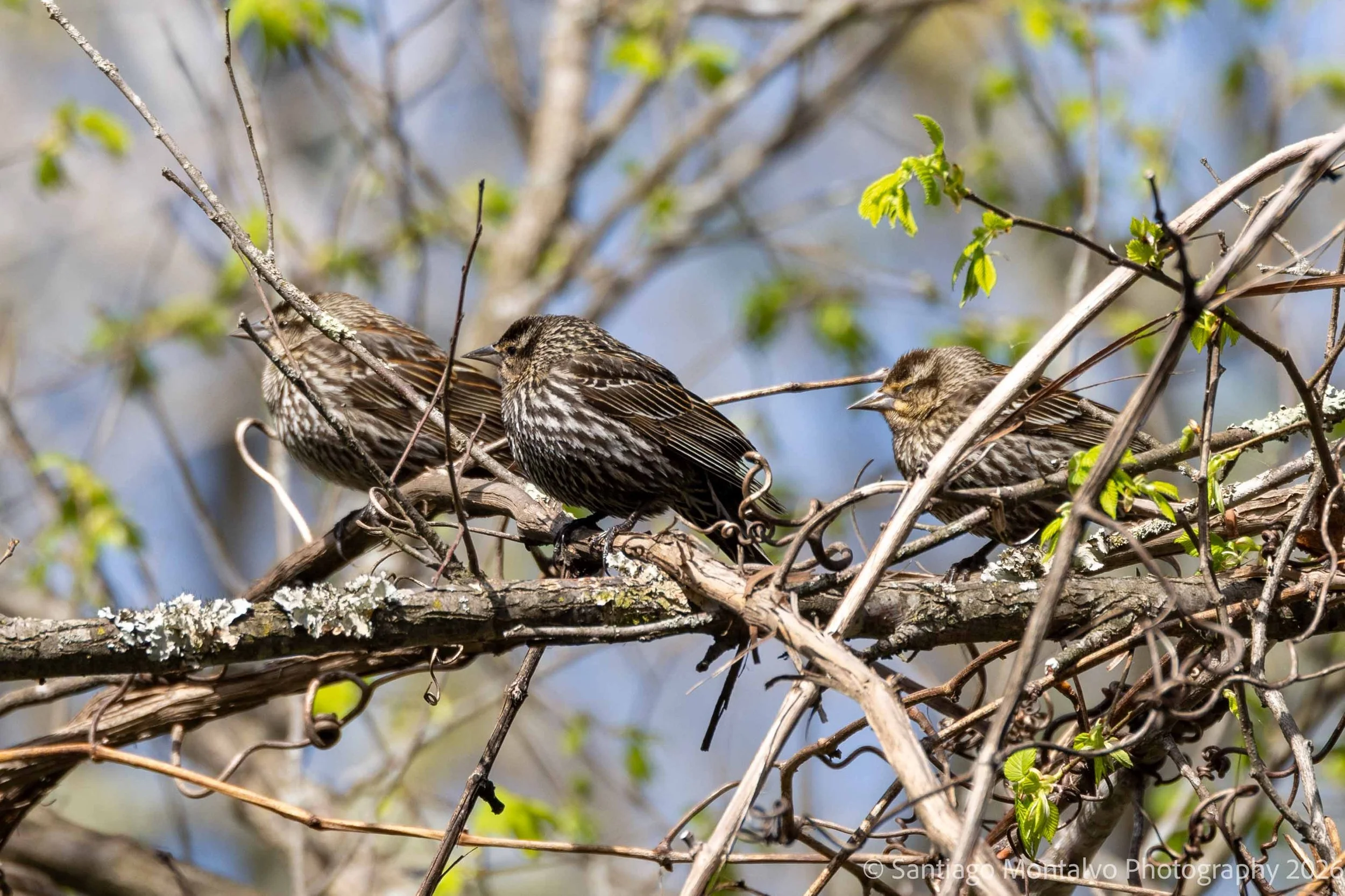 Hughes Hollow April 6 2026-4.jpg