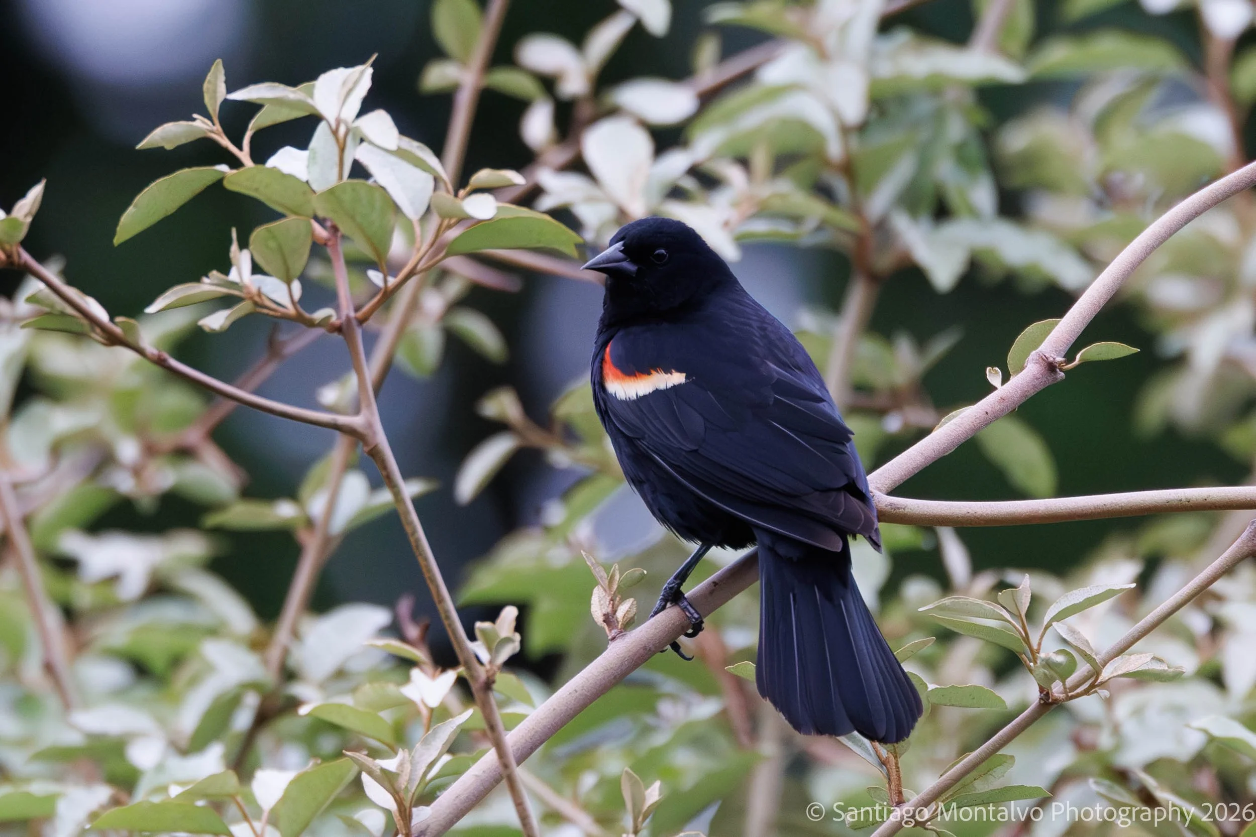 Bird Collection 1-6.jpg