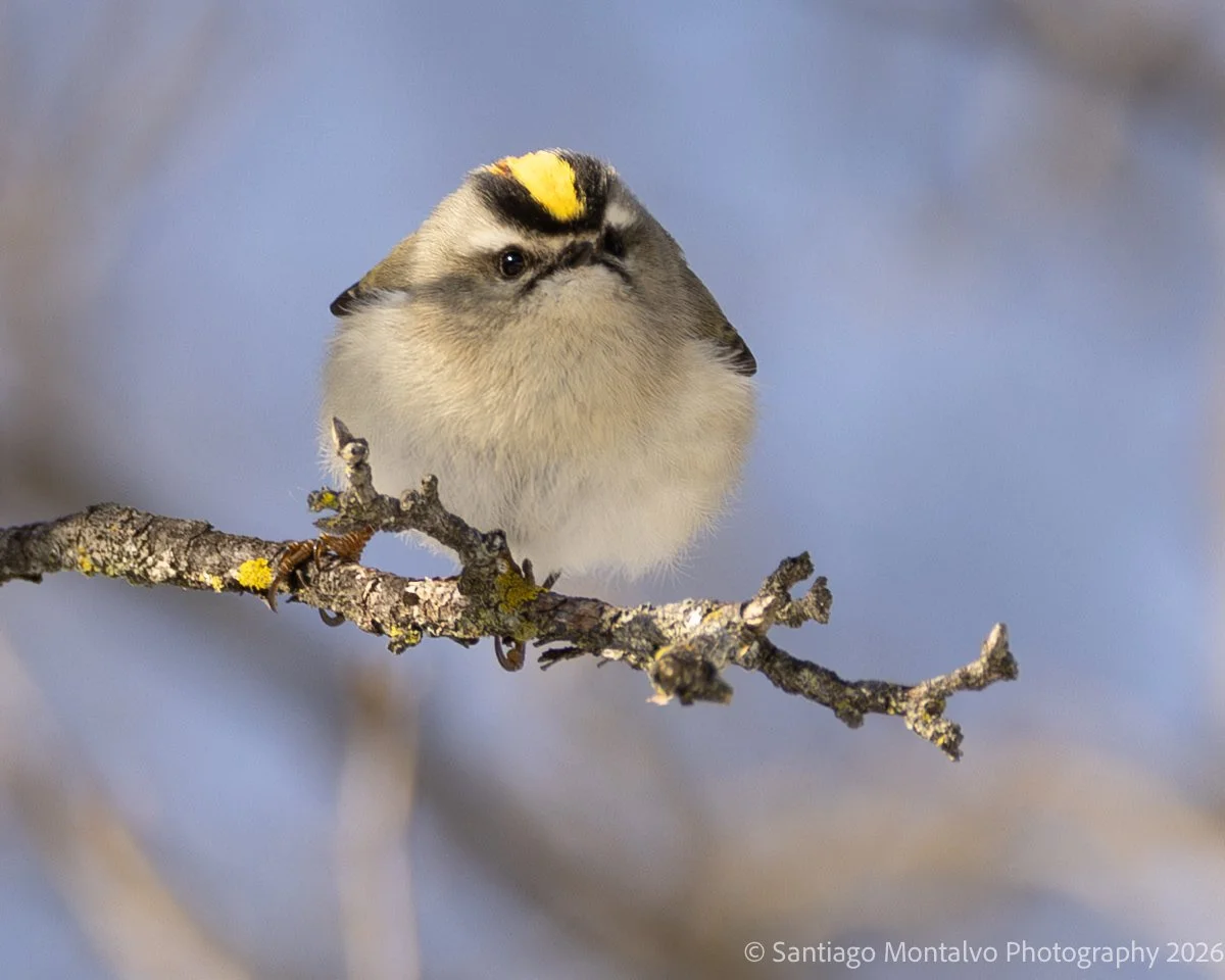 Bird Collection 1-37.jpg