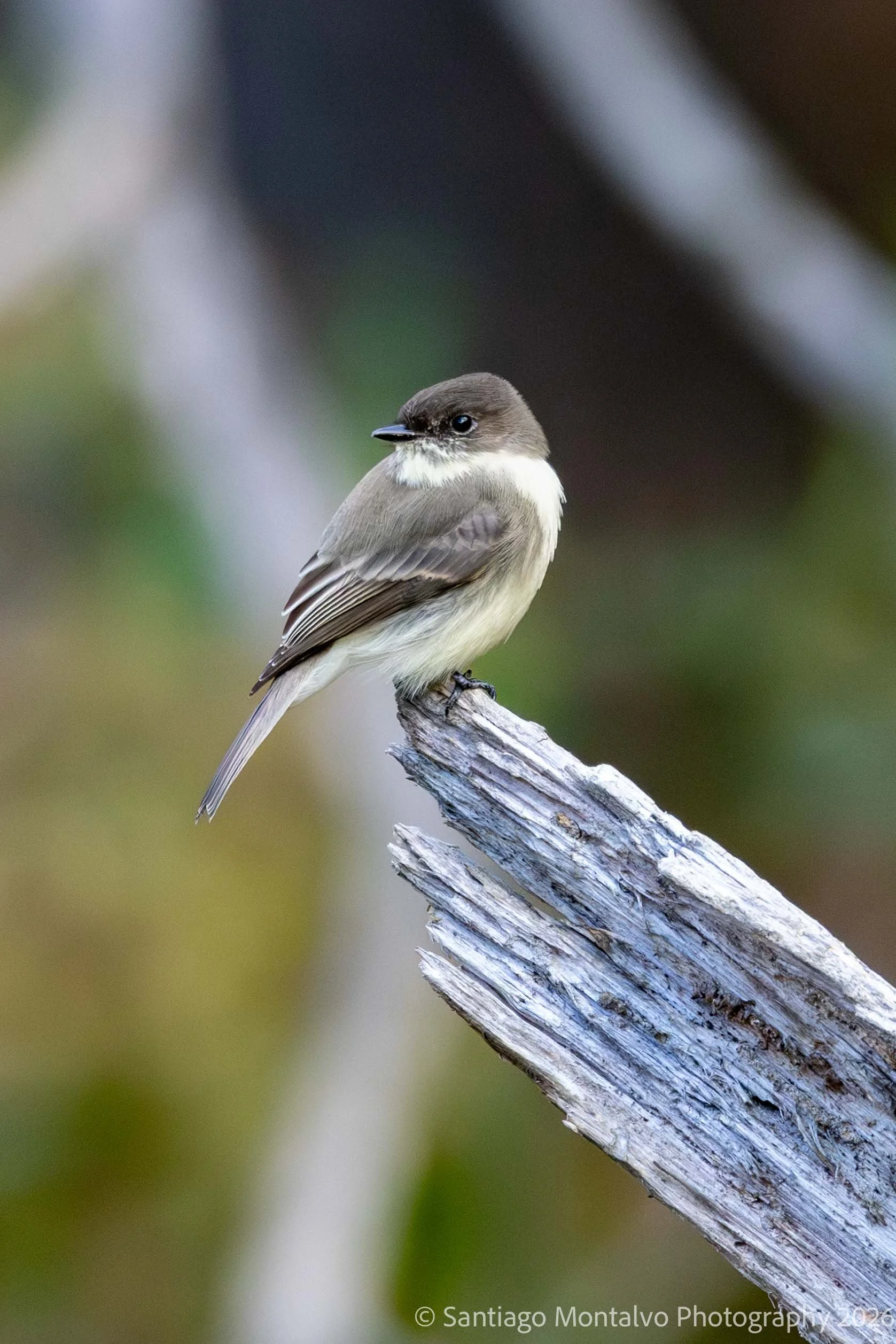 Bird Collection 2-21.jpg