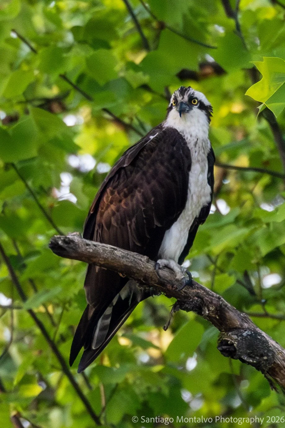 Bird Collection 2-5.jpg