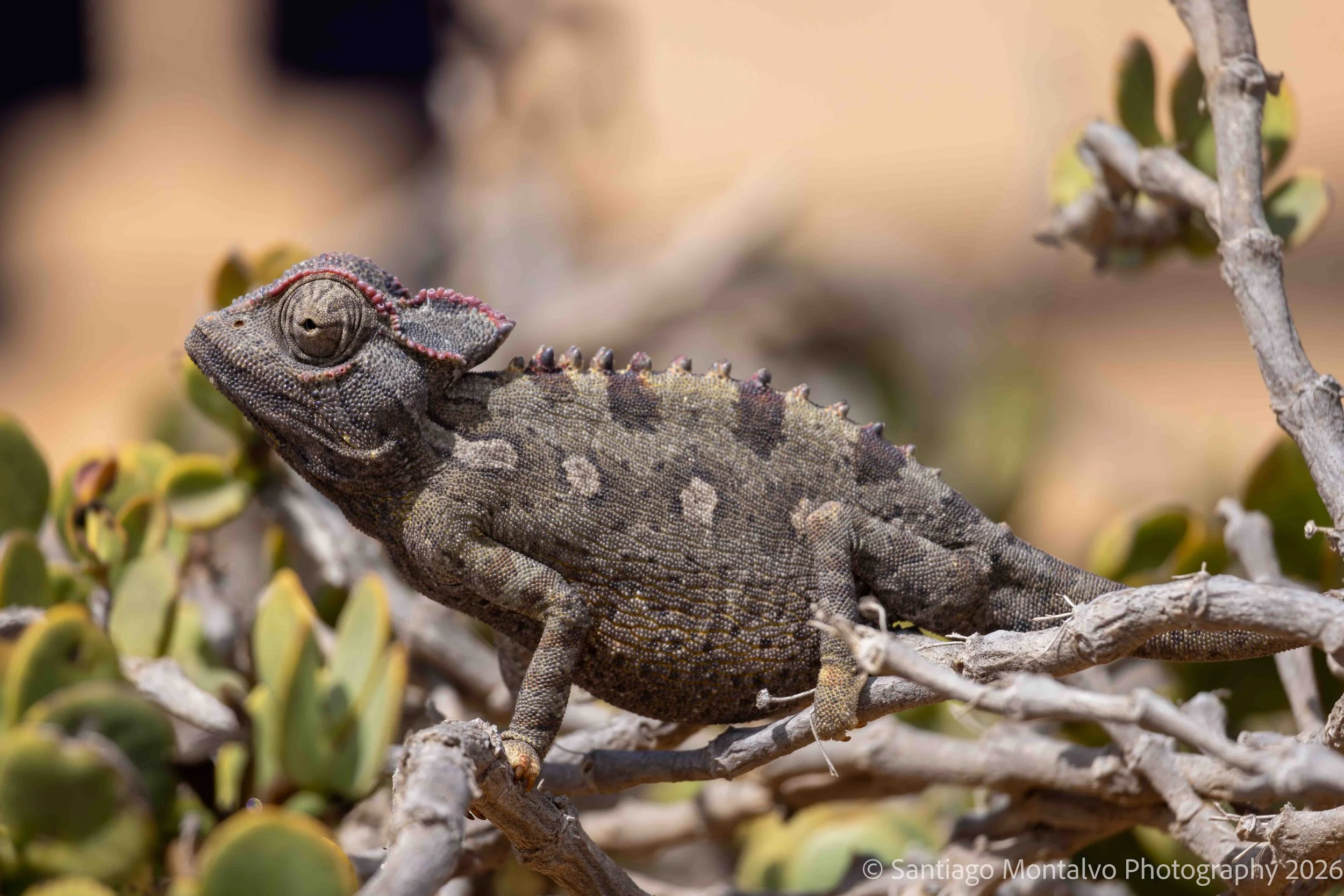 Master of Camouflage -
A fascinating chameleon displays nature's extraordinary artistry in color, texture, and form