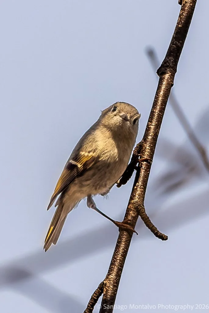 Bird Collection 2-73.jpg