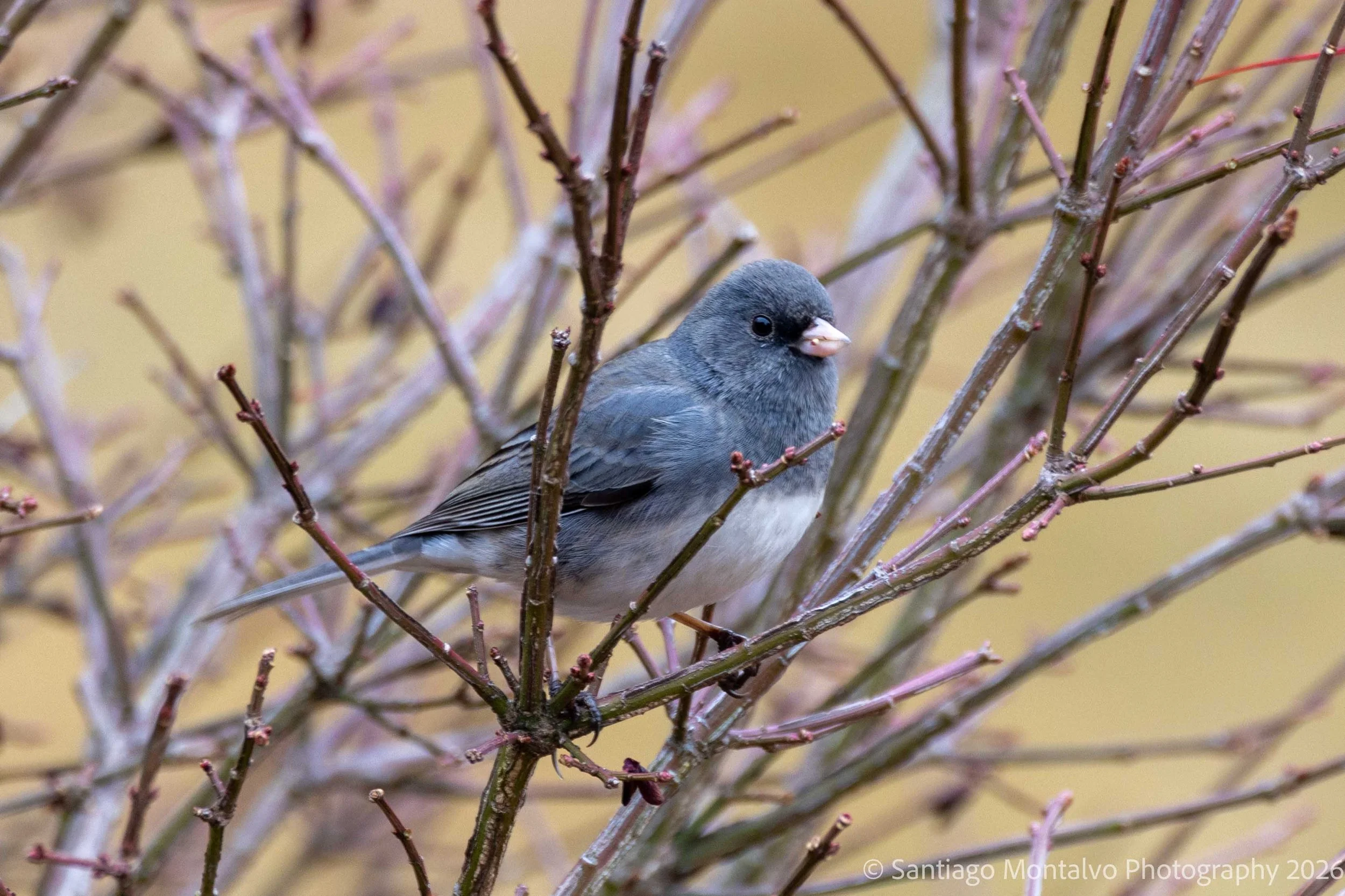 Bird Collection 1-29.jpg