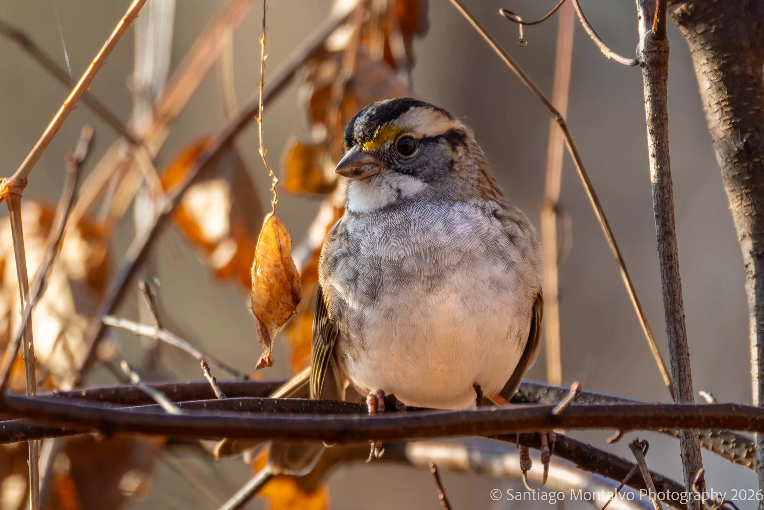 Bird Collection 1-25.jpg
