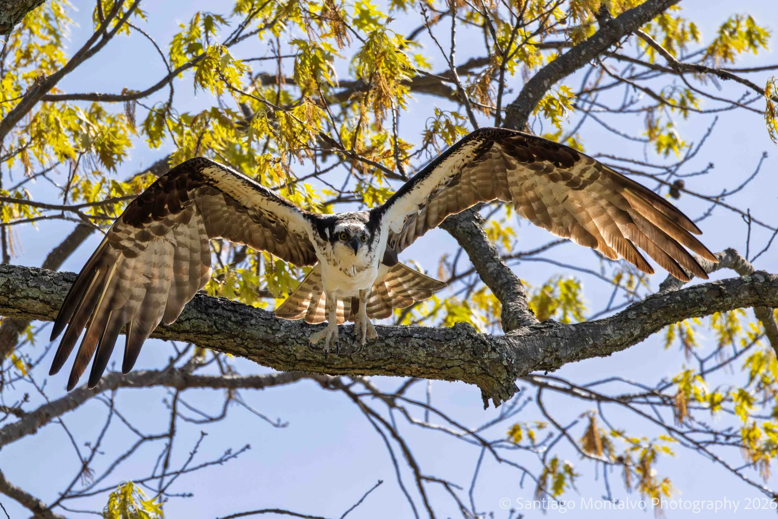 Bird Collection 2-1.jpg