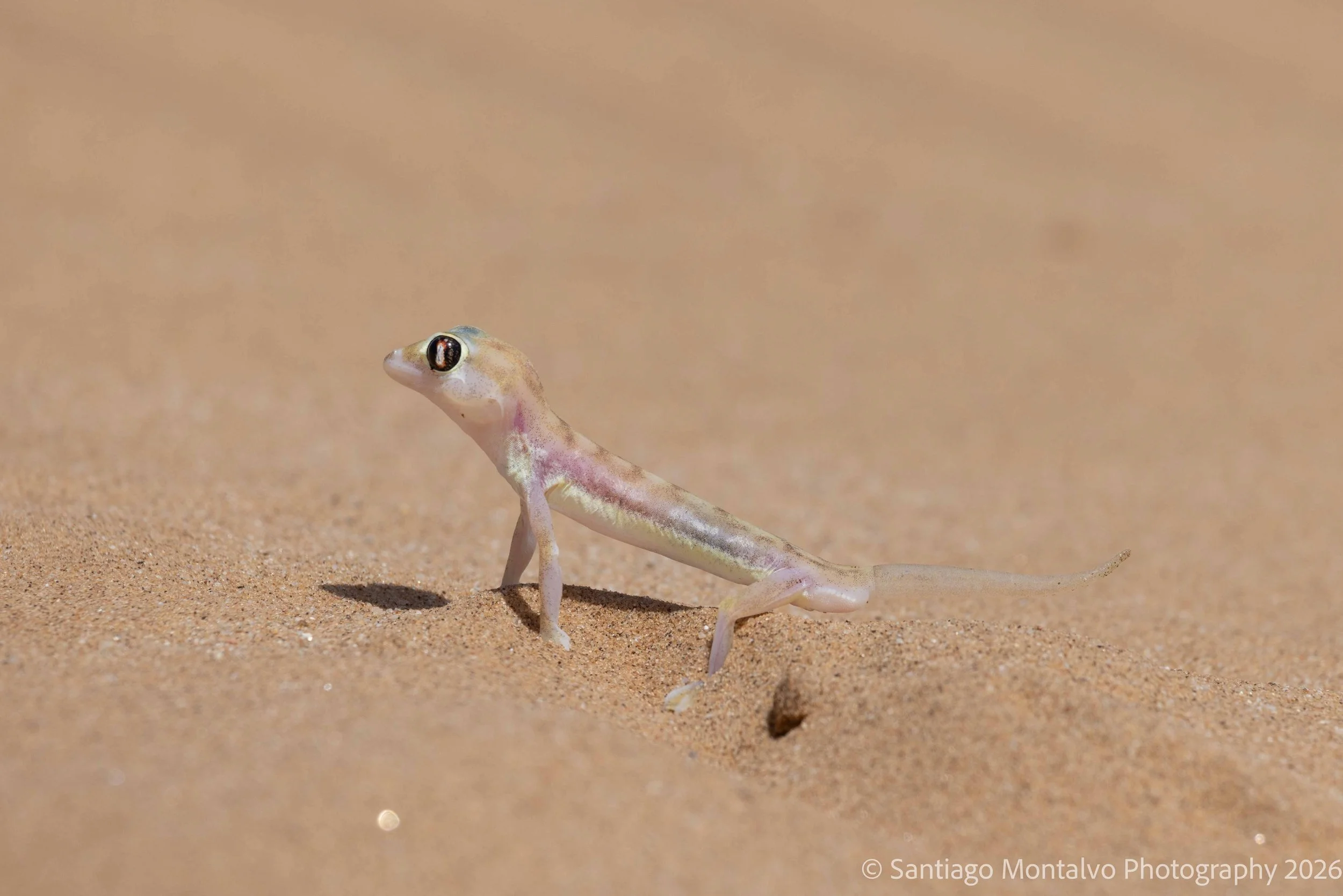 Life Among the Sands - 
A small desert survivor reveals the remarkable adaptations of wildlife in an unforgiving landscape