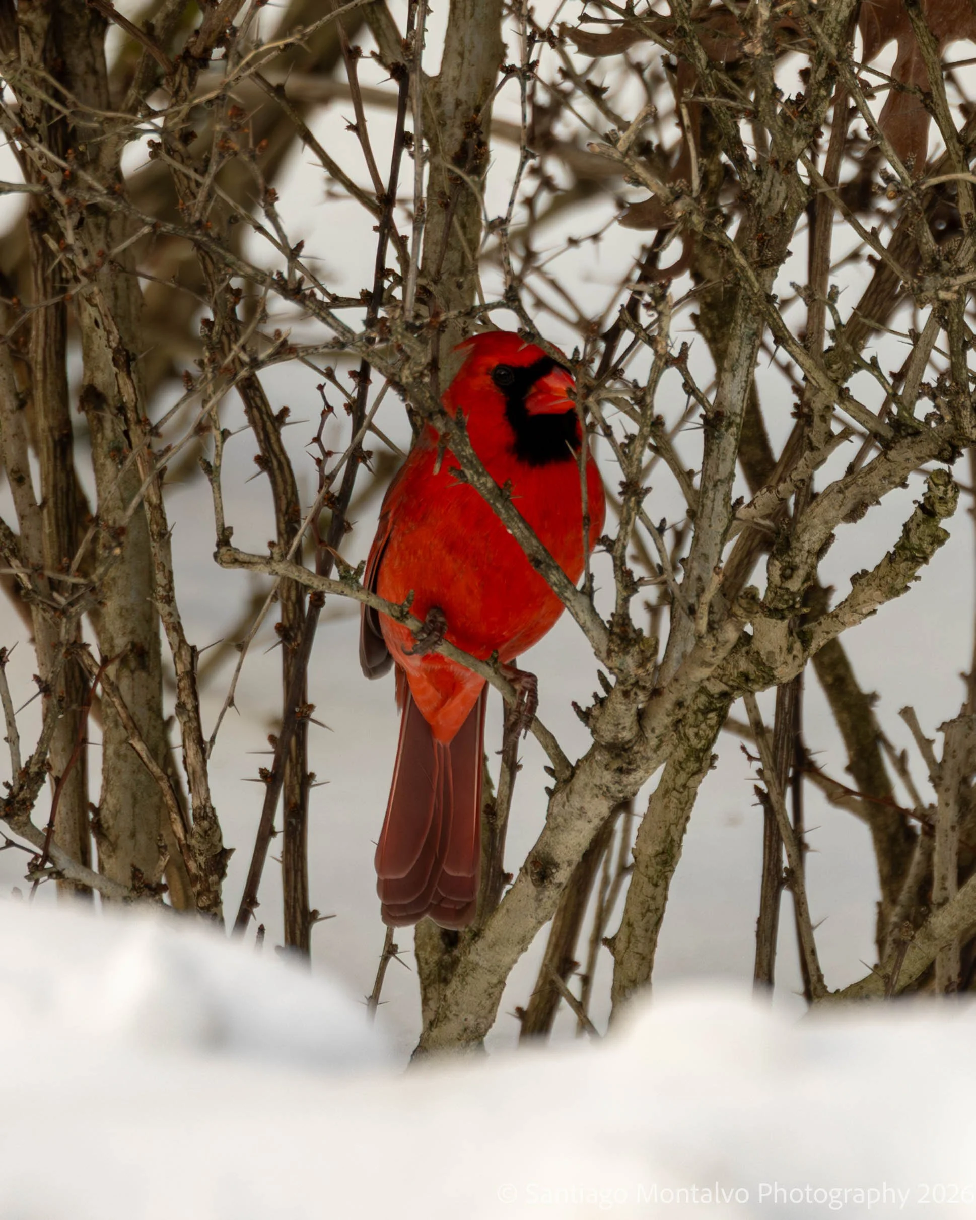 Bird Collection 1-33.jpg