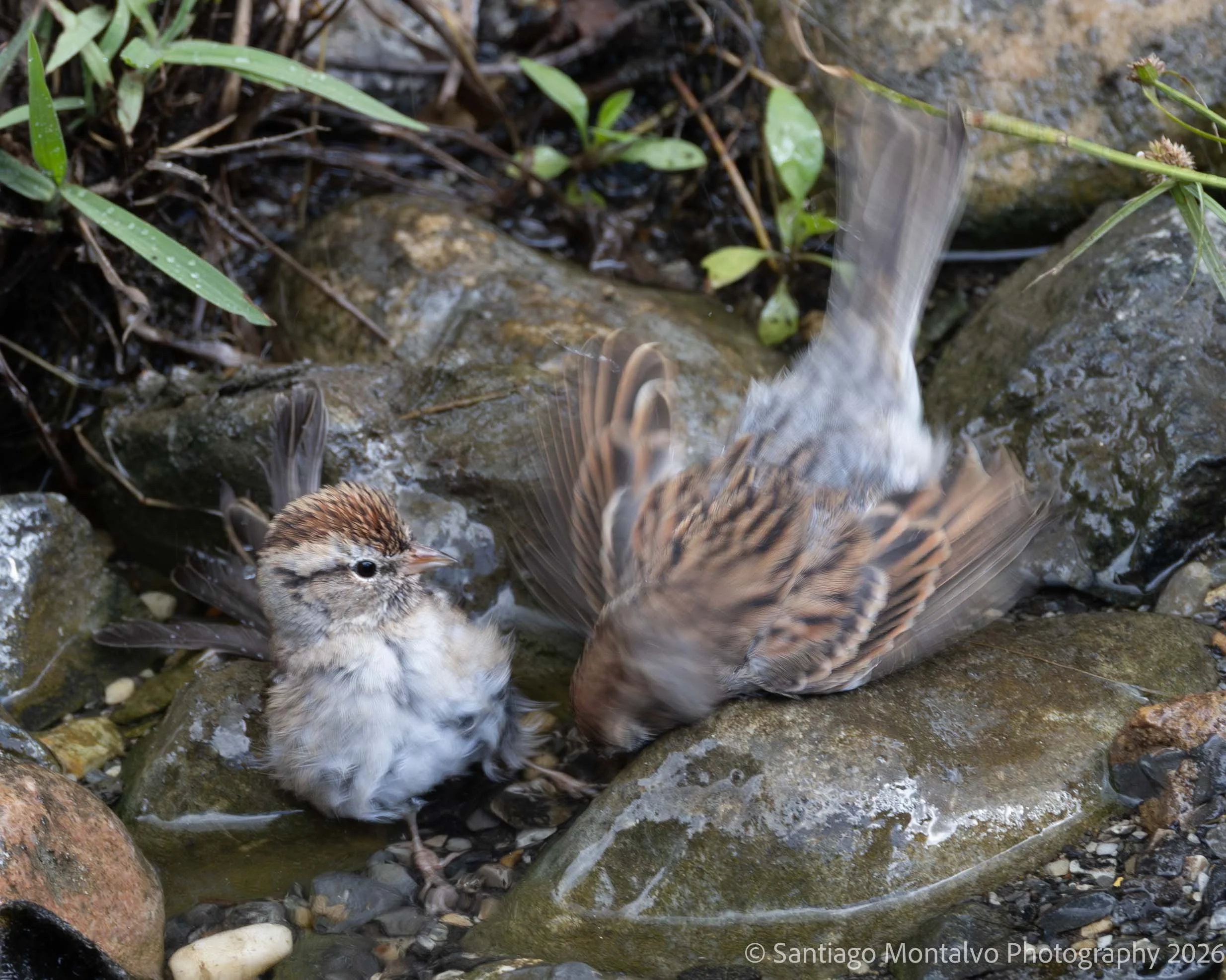 Bird Collection 2-19.jpg