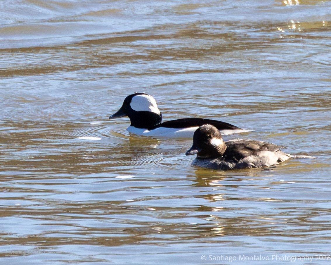 Bird Collection 2-39.jpg