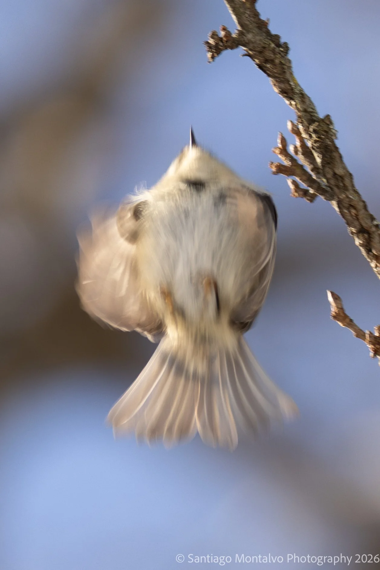 Bird Collection 2-30.jpg