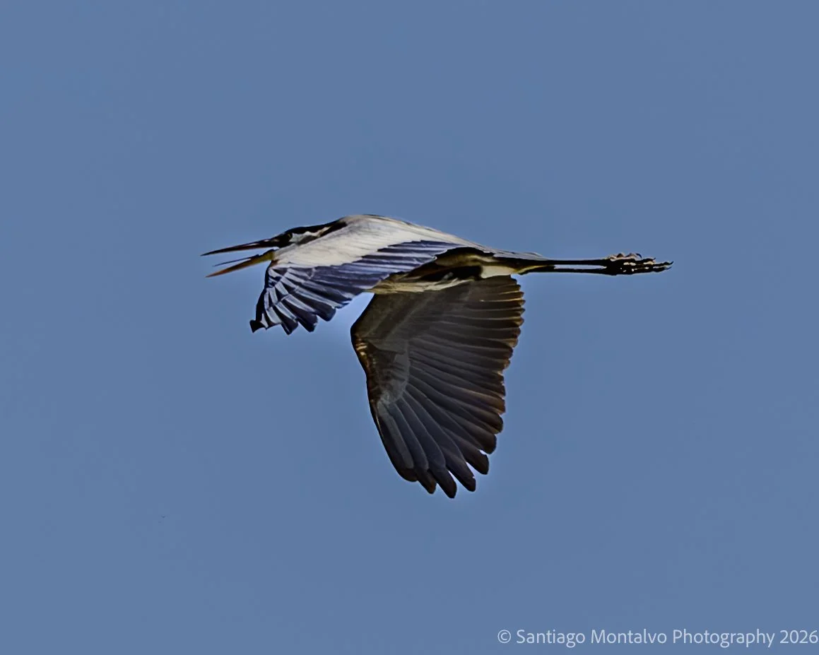 Bird Collection 2-41.jpg