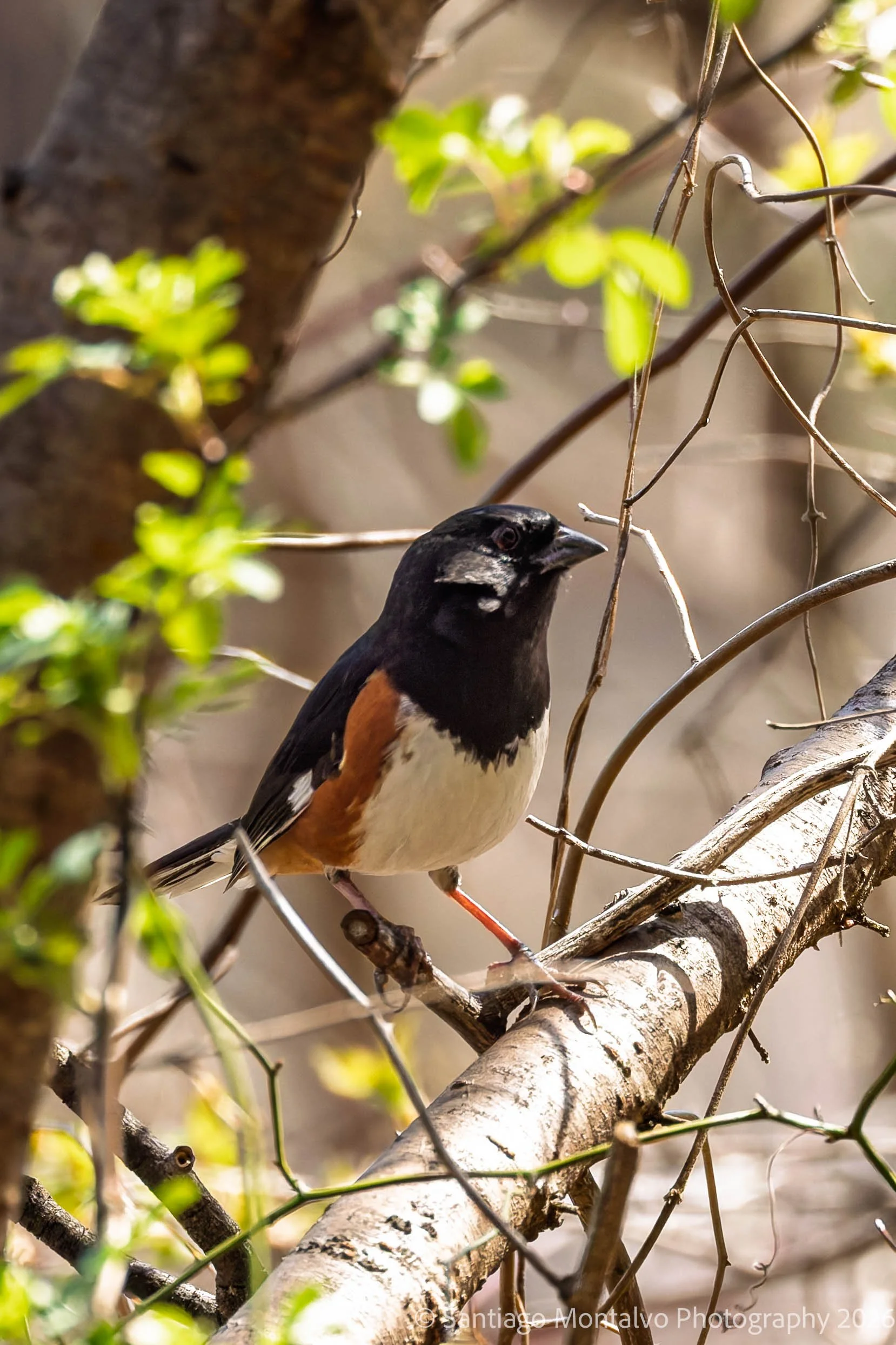 Bird Collection 2-69.jpg