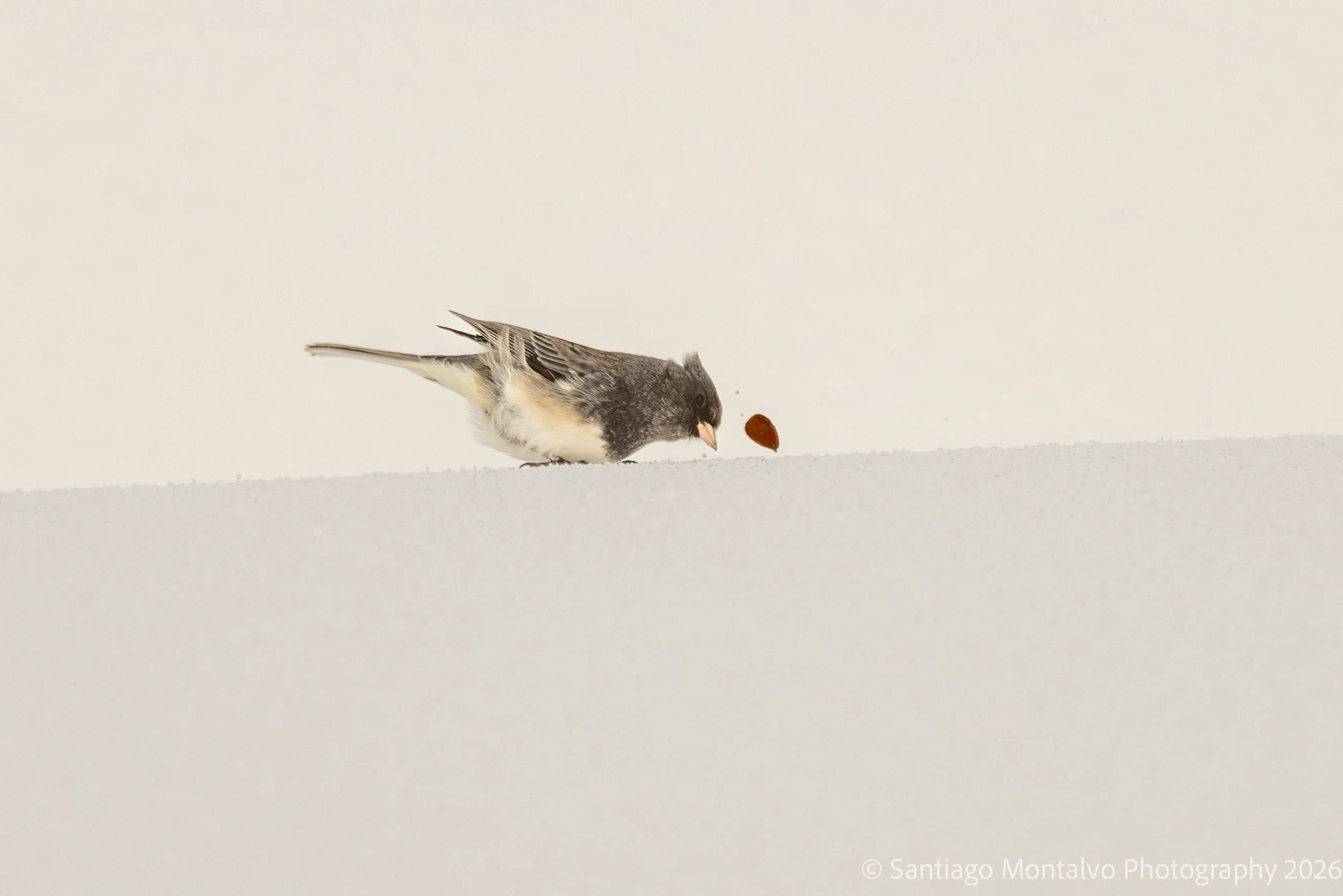 Bird Collection 2-26.jpg