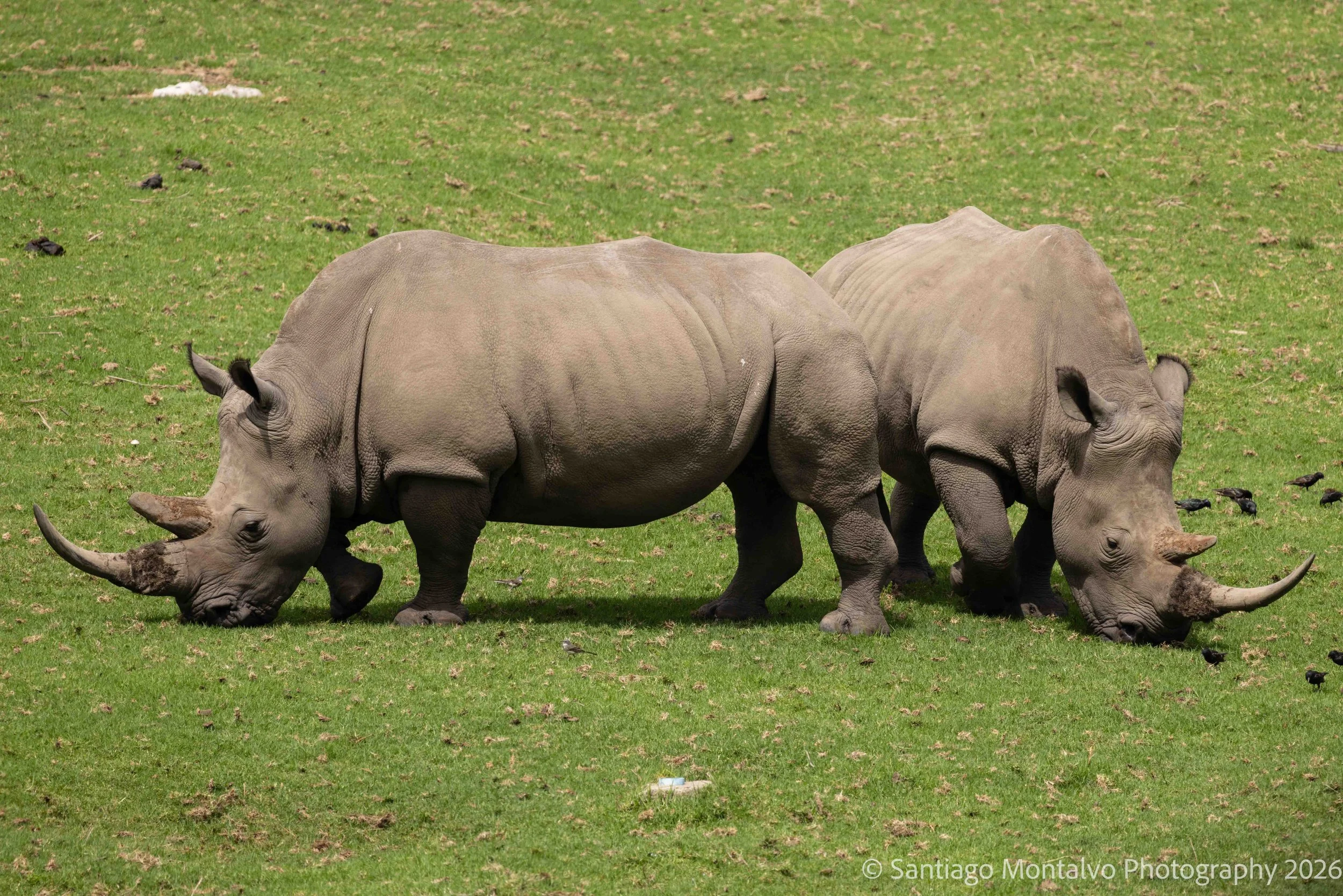 Ancient Giants - 
A glimpse of the remarkable rhinoceros, a powerful symbol of Africa's precious wildlife heritage.