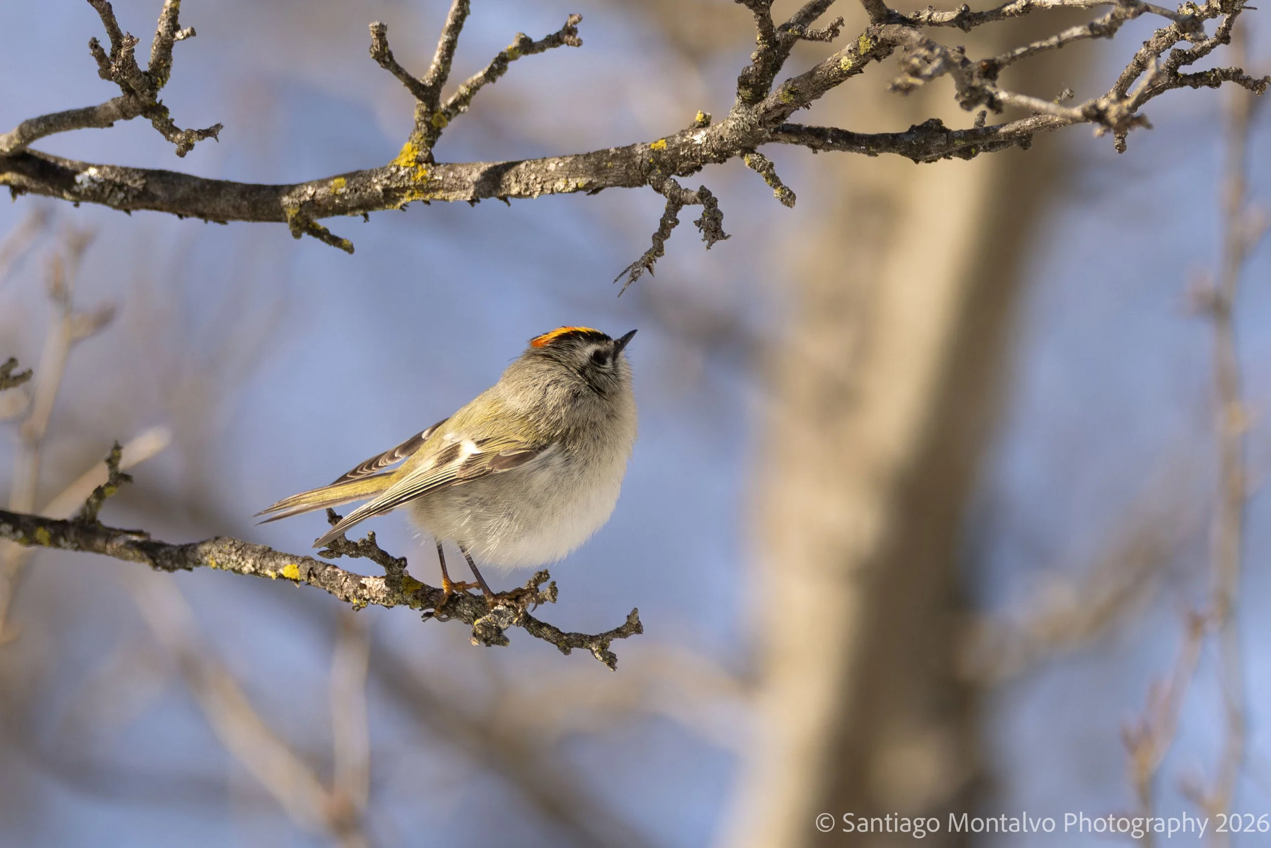 Bird Collection 1-38.jpg