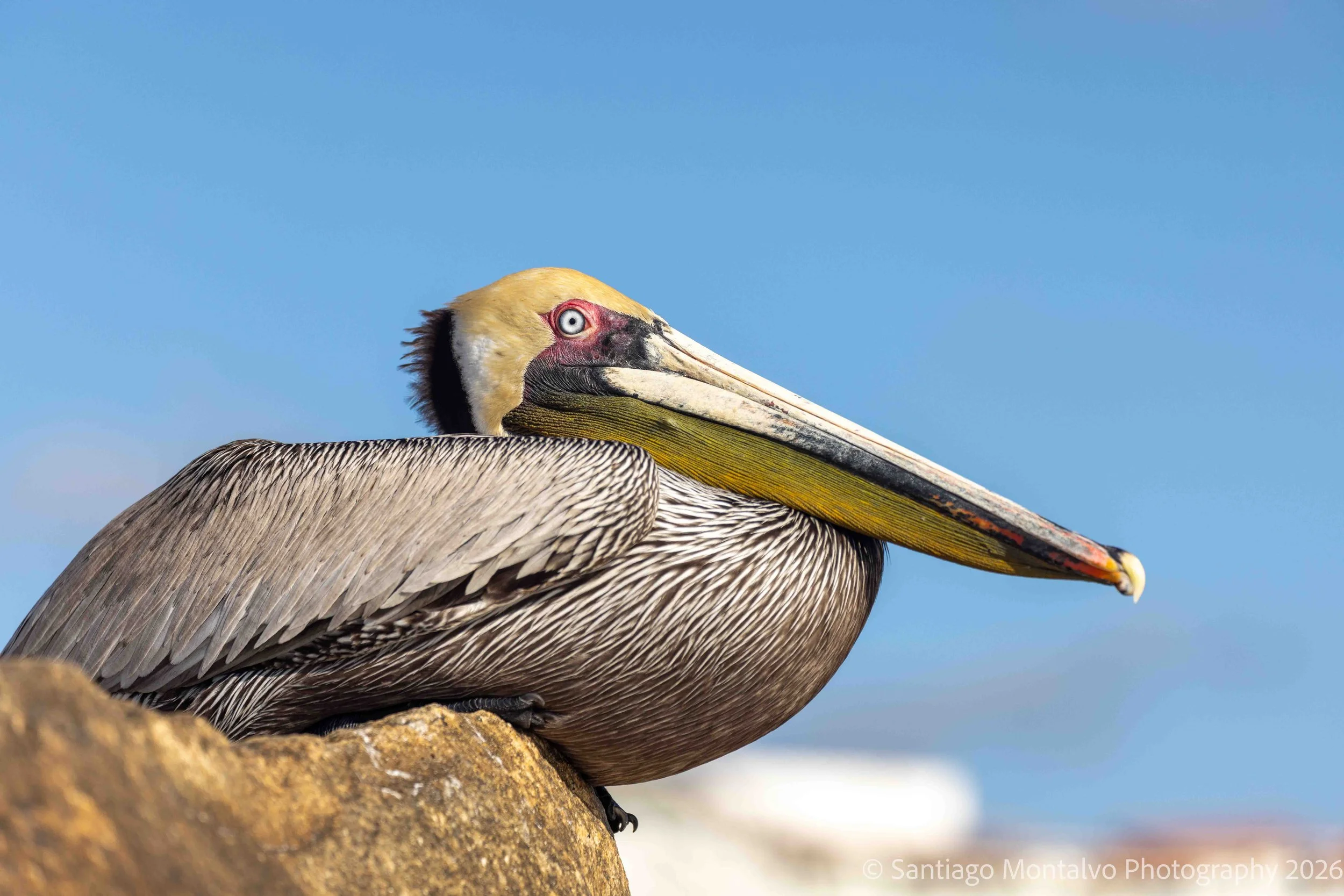 Mexico Cabo Puerto Vallarta-10.jpg