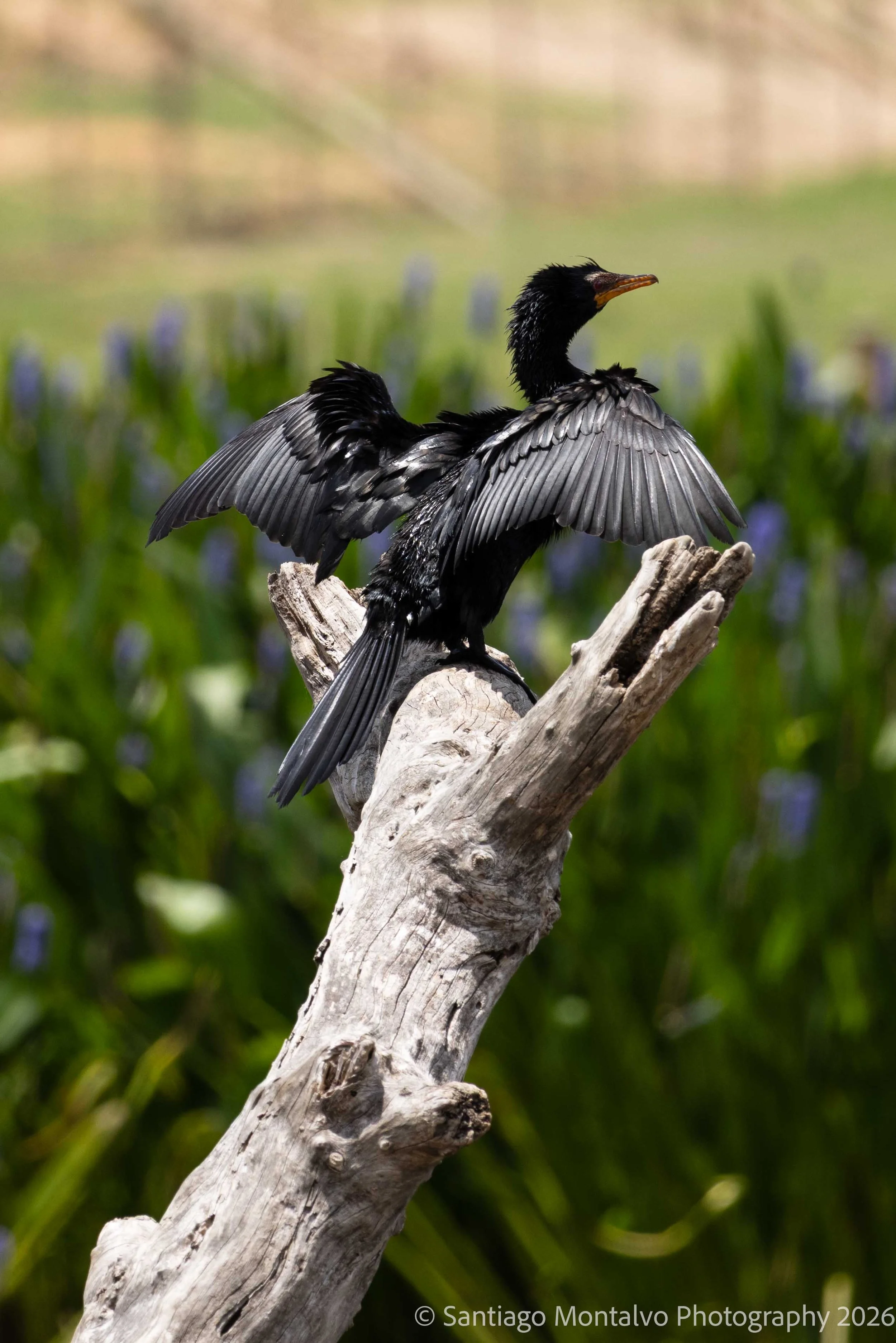 A World of Color -
Finding wonder in the remarkable diversity of birdlife.