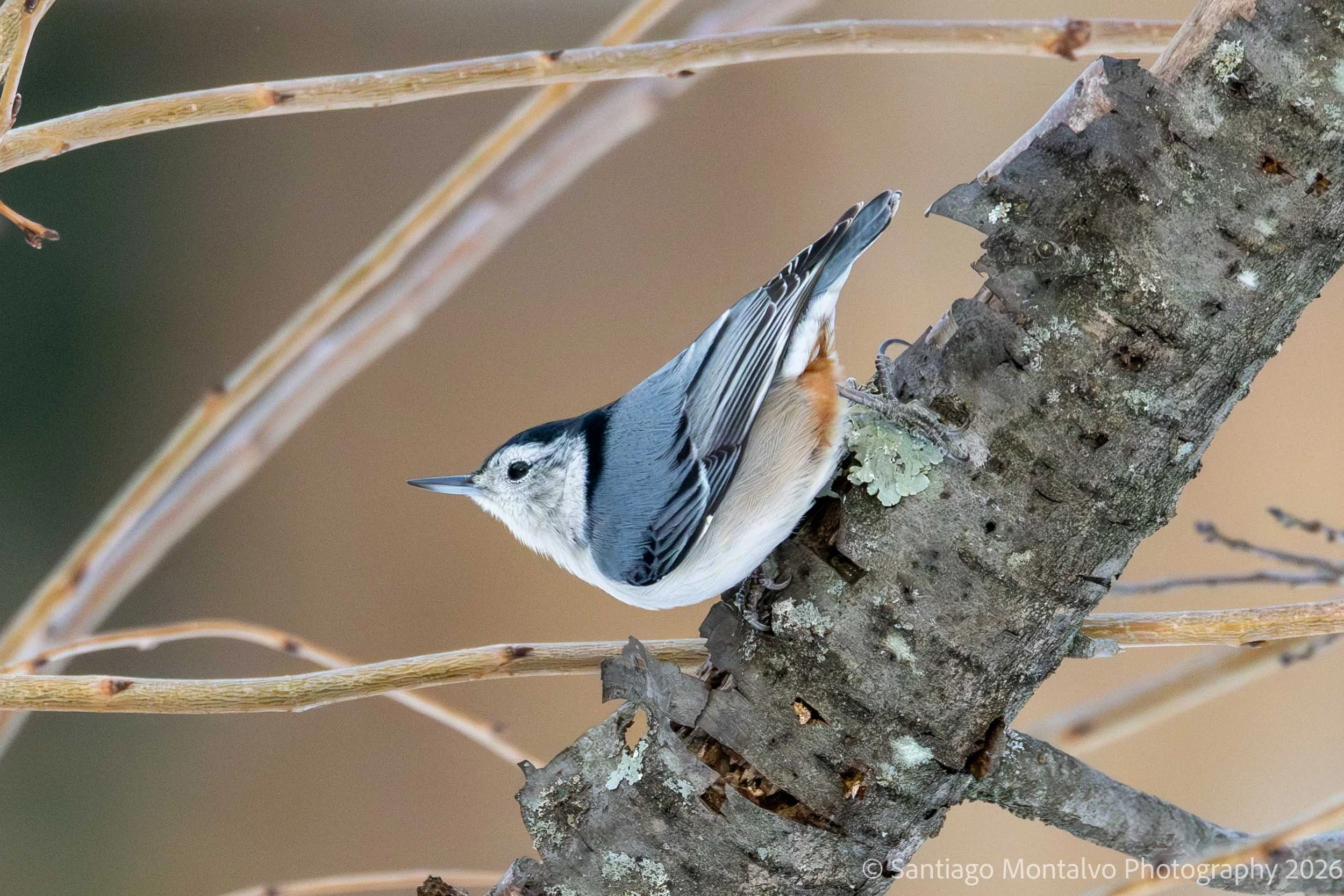 Bird Collection 1-41.jpg