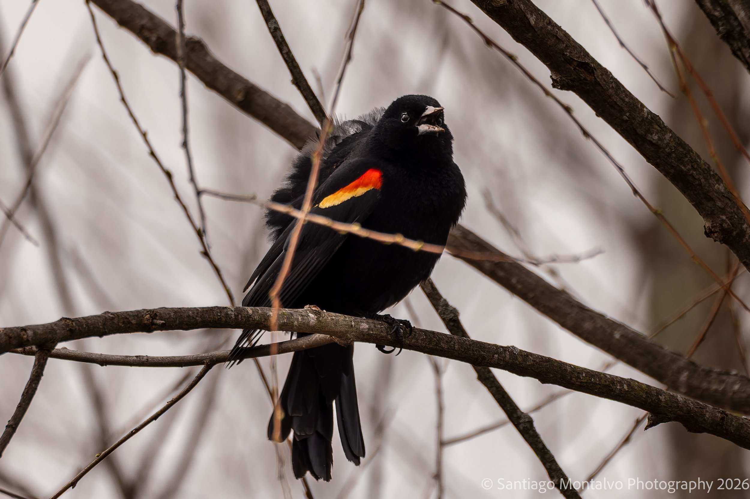 Bird Collection 2-63.jpg