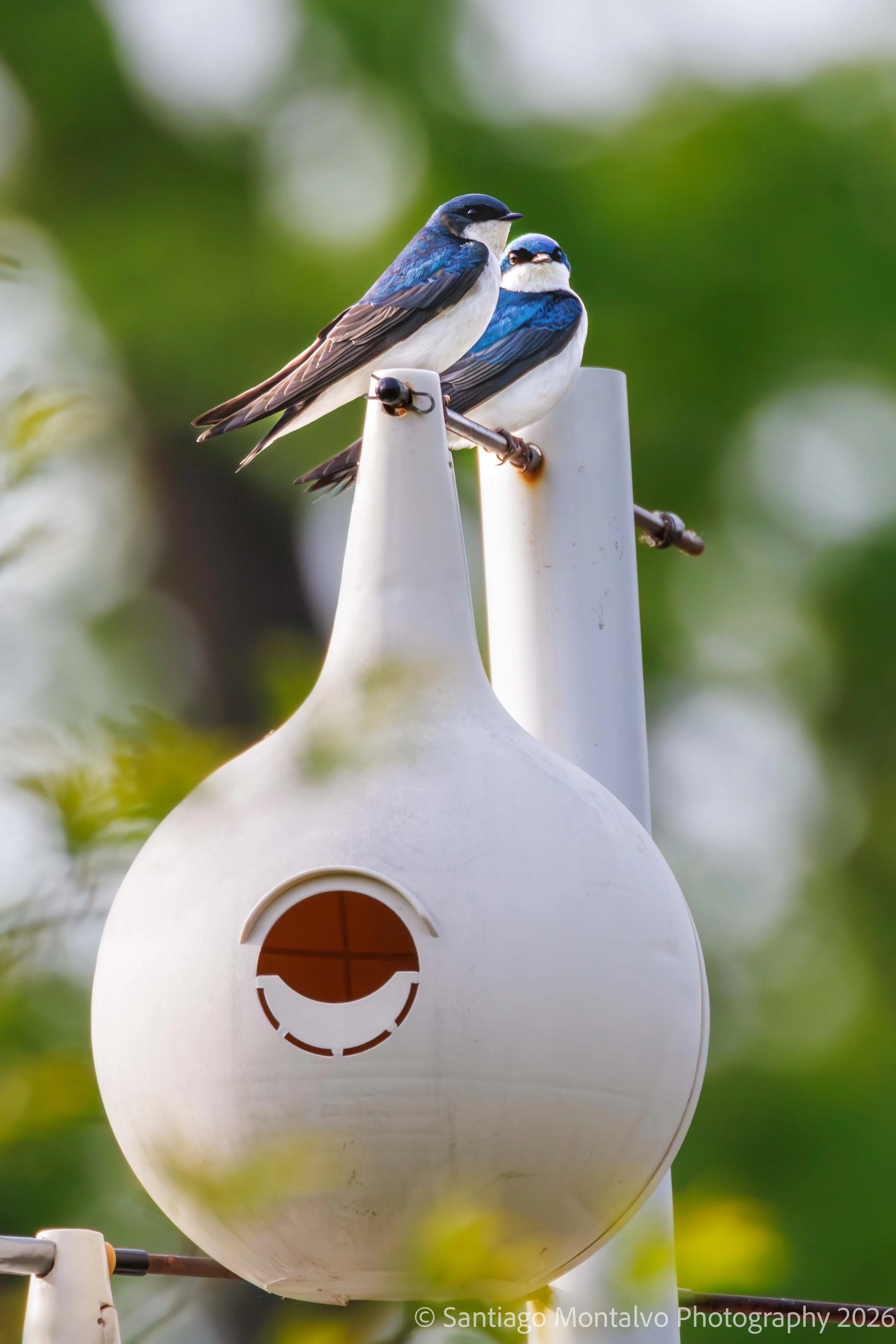 Bird Collection 2-4.jpg