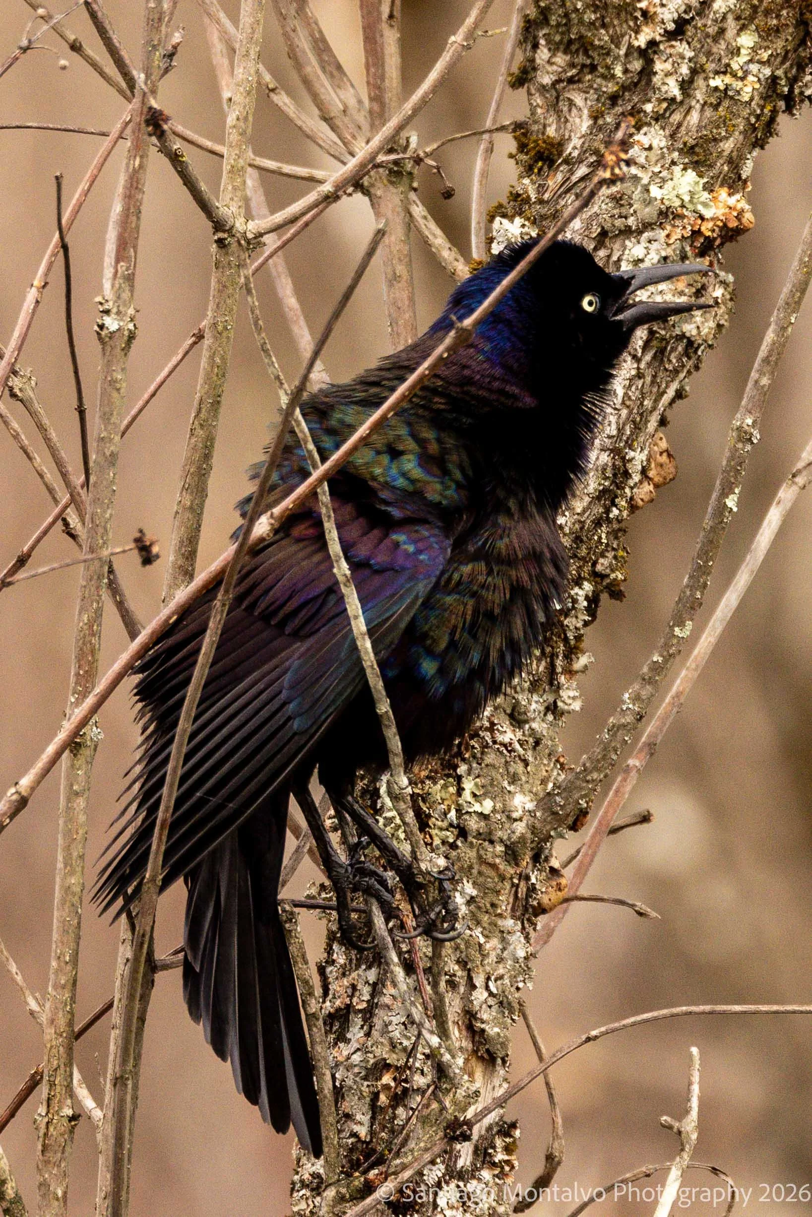 Bird Collection 2-61.jpg