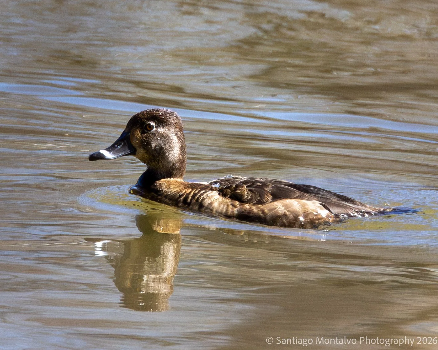 Bird Collection 2-44.jpg