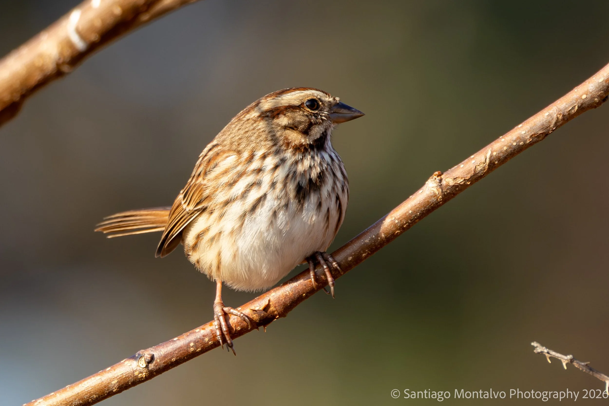 Bird Collection 1-28.jpg