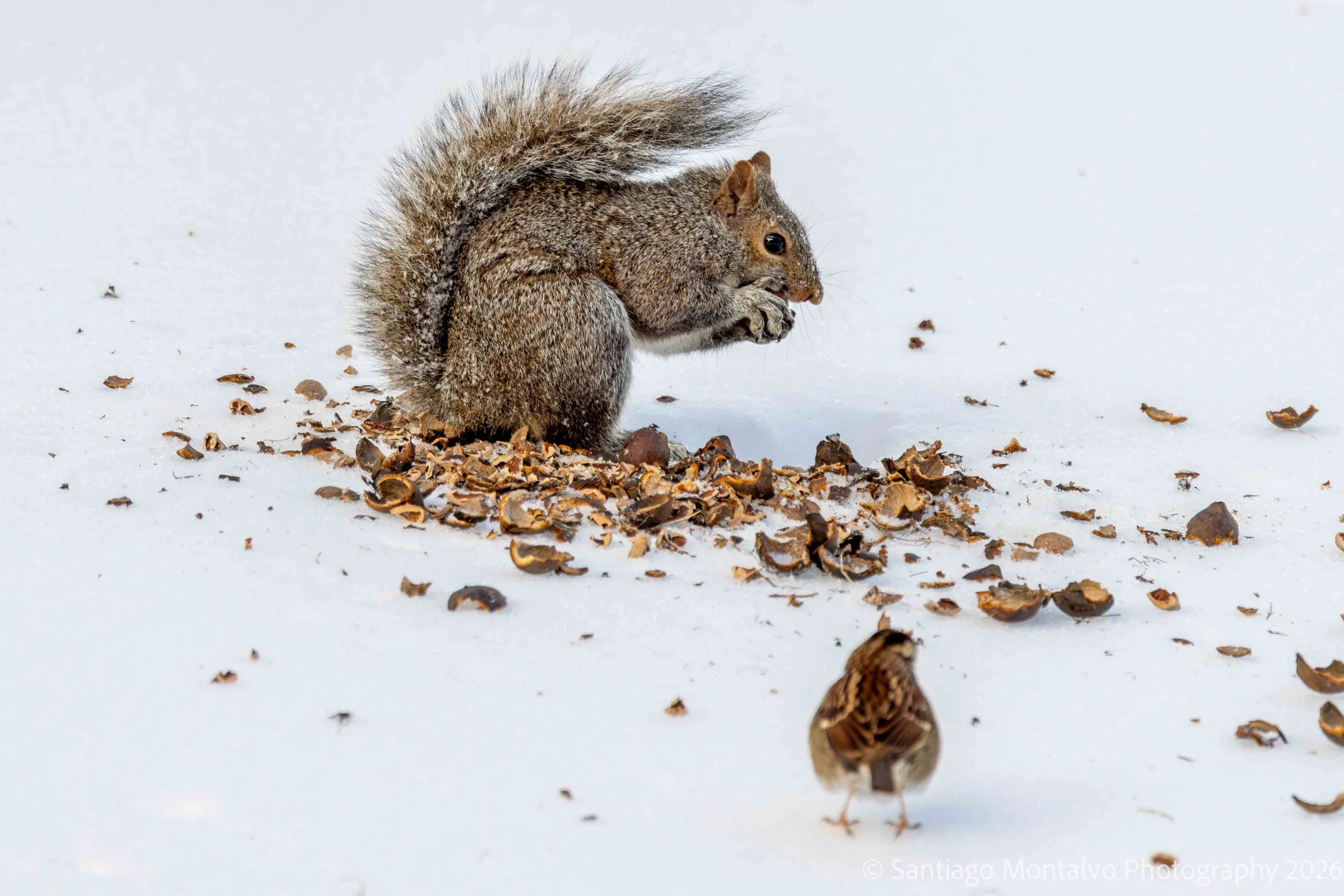 Bird Collection 1-32.jpg