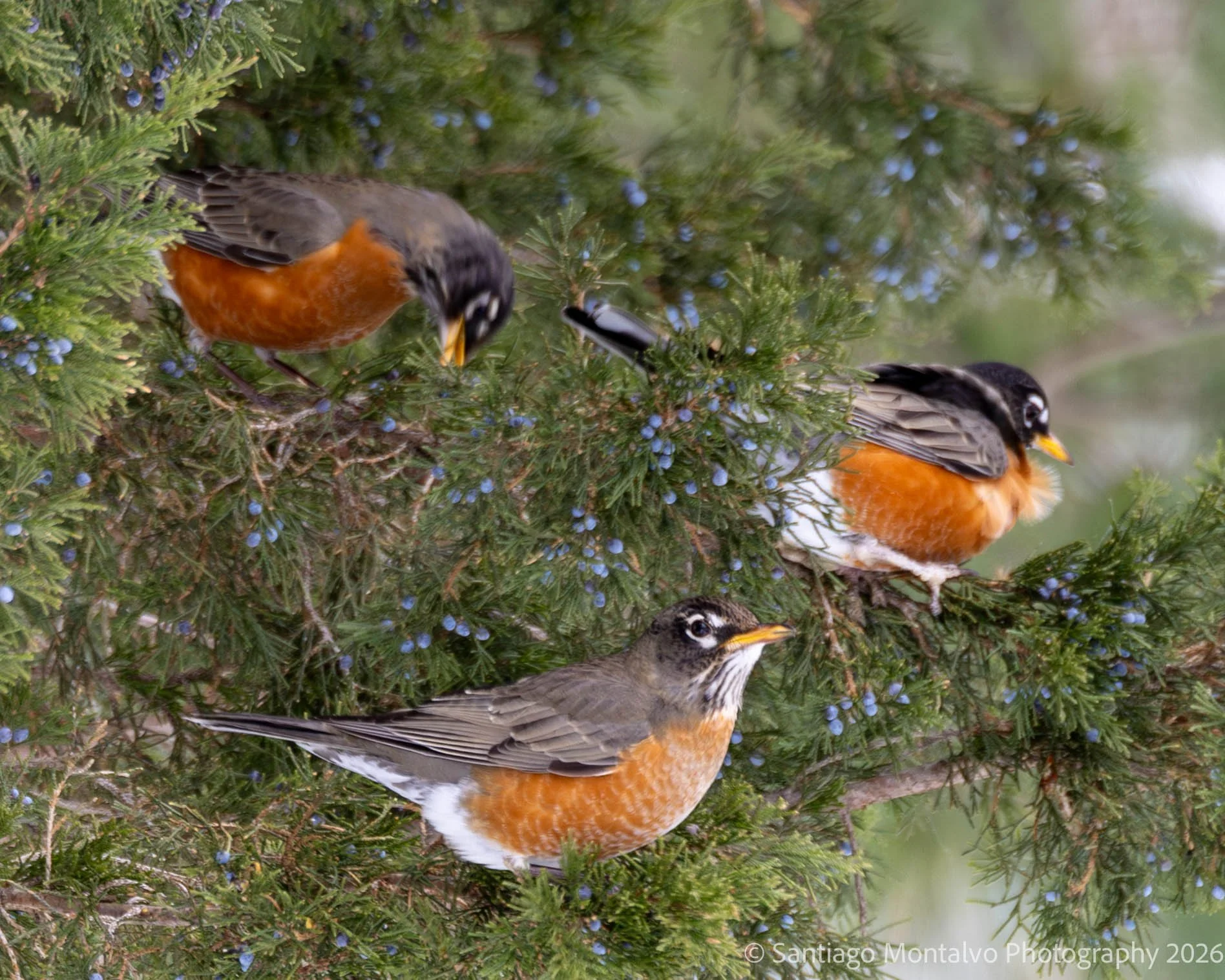 Bird Collection 1-34.jpg