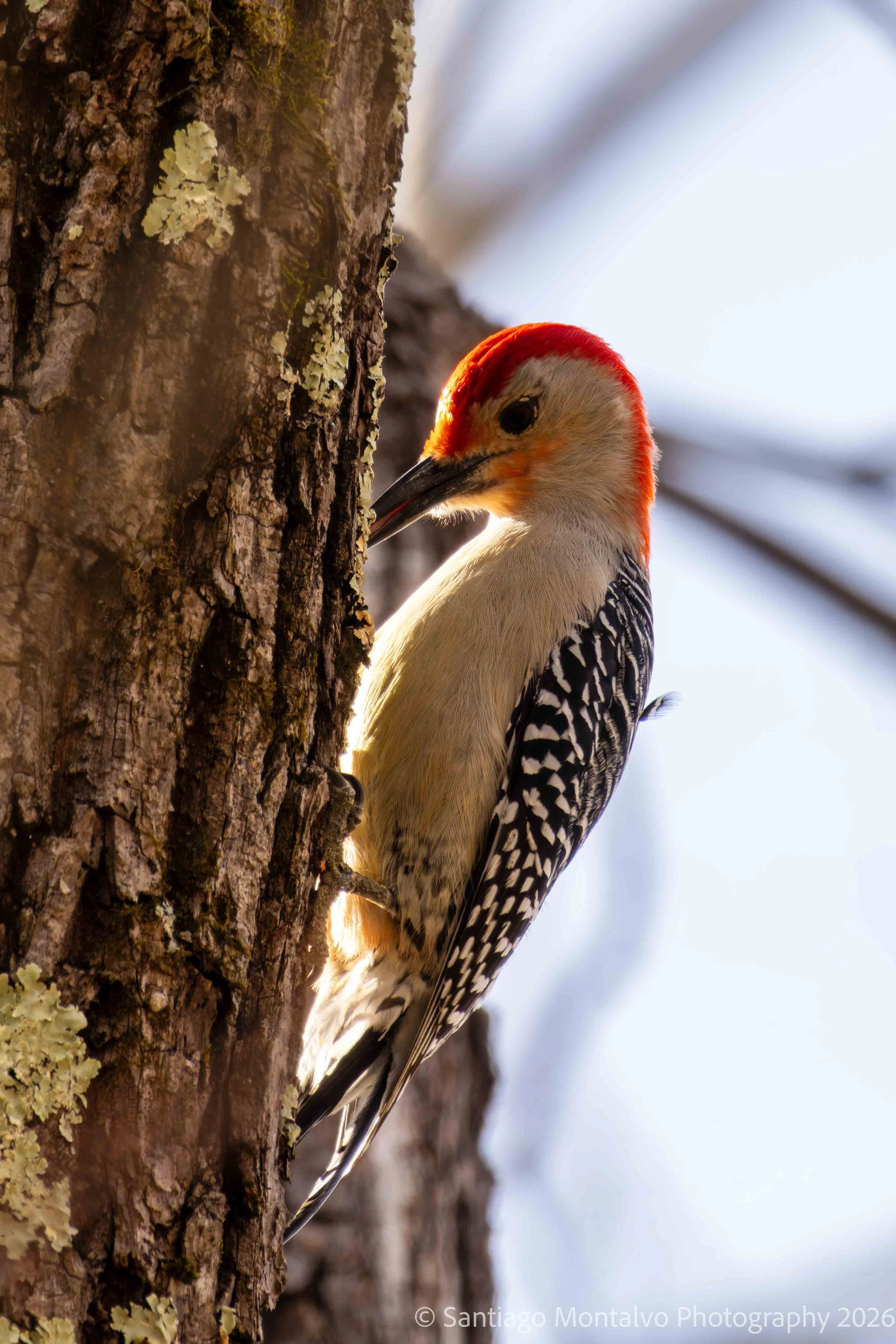 Bird Collection 2-57.jpg